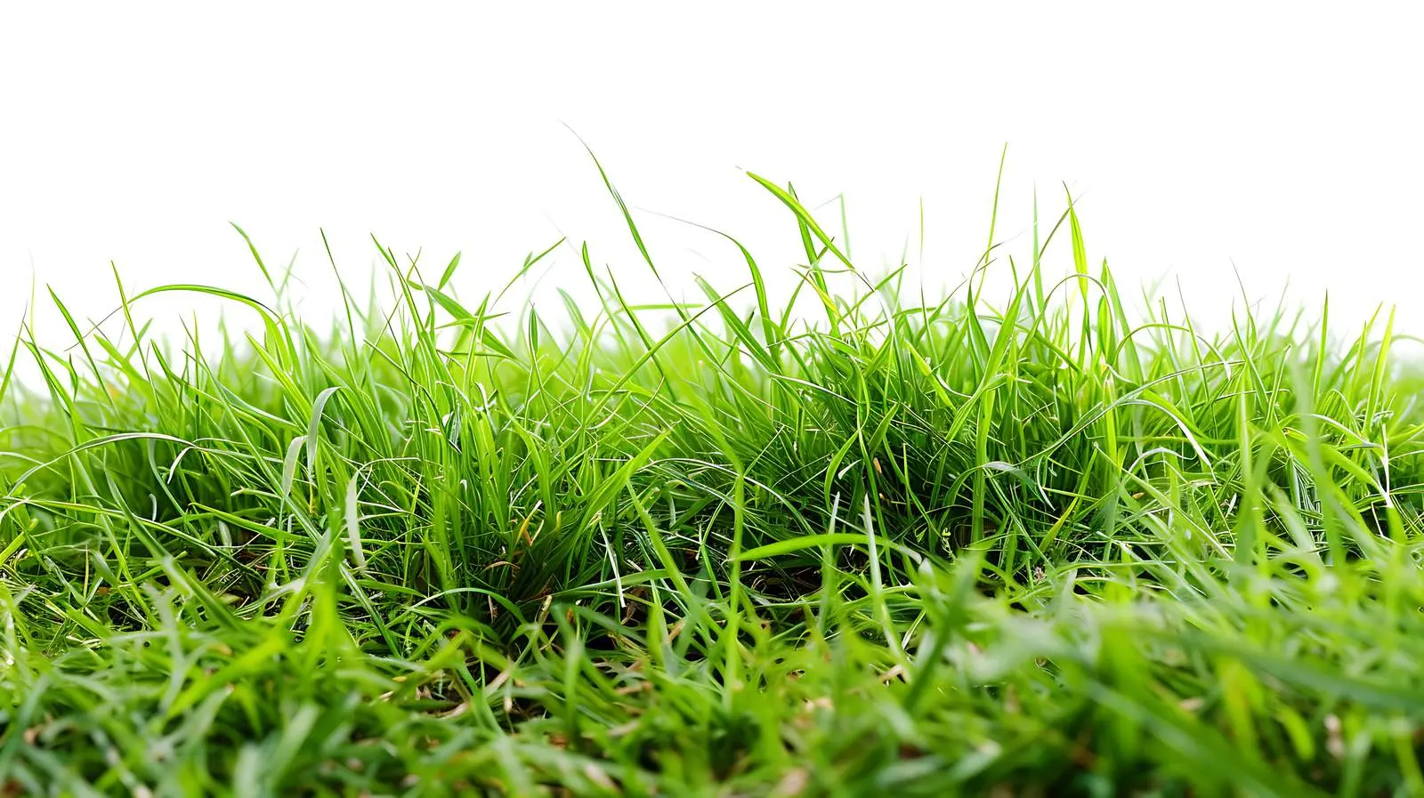 Close-Up of Lush Green Grass Isolated on White — free download from Dotvec