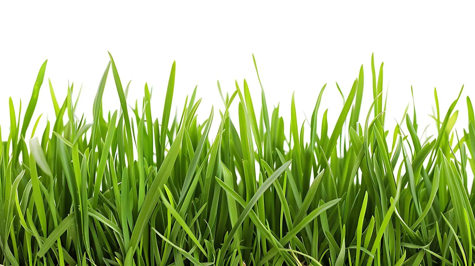 Closeup of Green Grass on White Background — free download from Dotvec