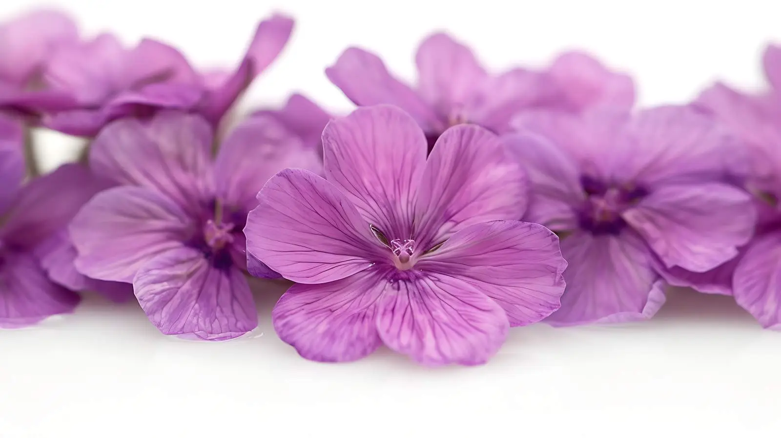 Closeup of Purple Flowers on White Background – free aesthetic flowers image from Dotvec