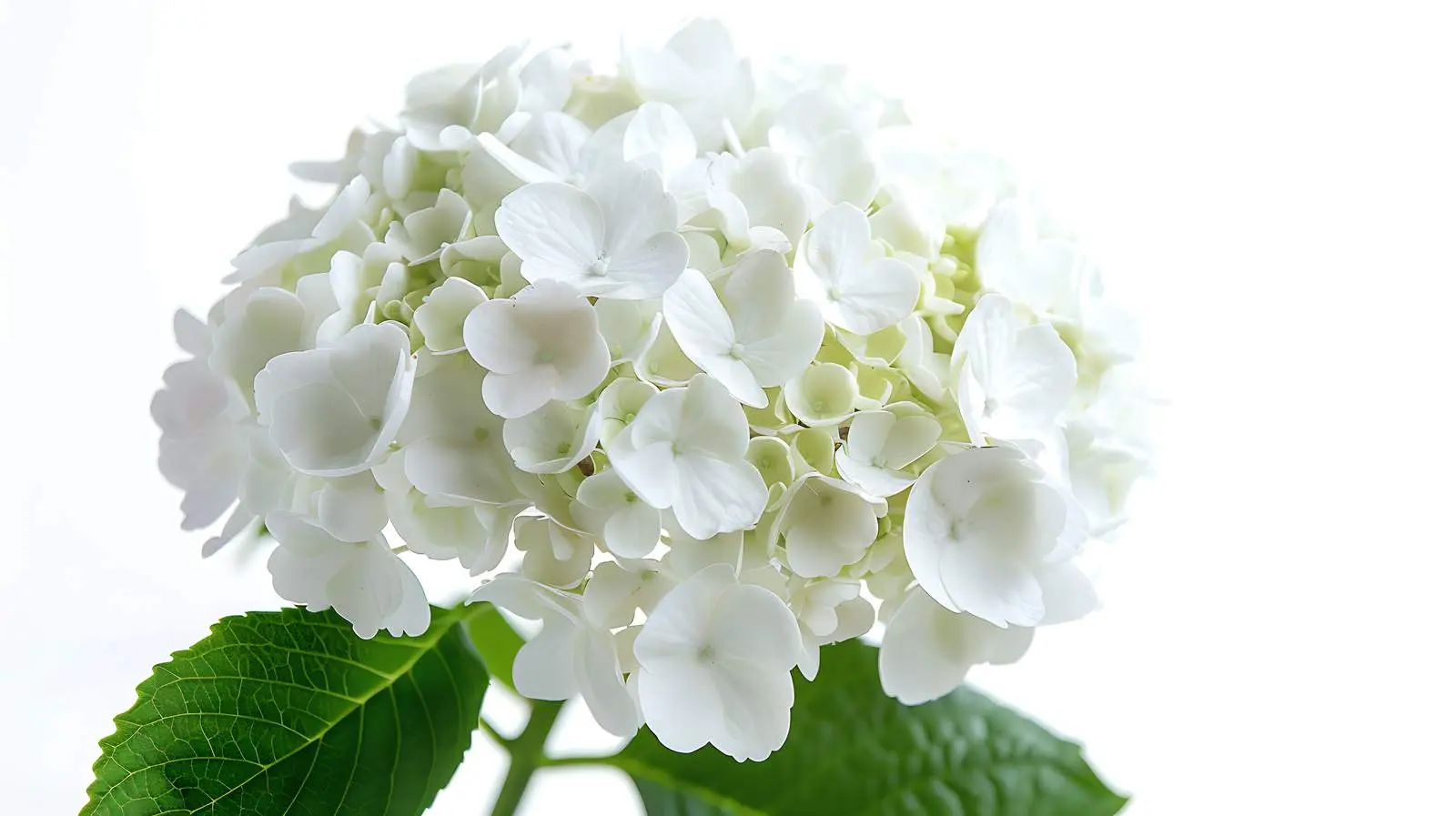Close-up of White Hydrangea Flower Head – free nature art image from Dotvec