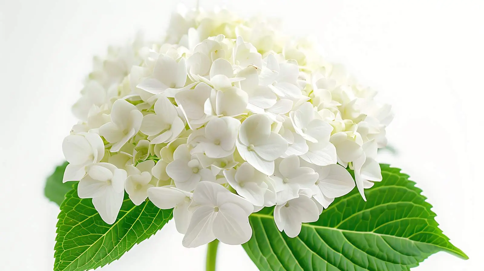 Closeup of White Hydrangea Flower Head — free download from Dotvec