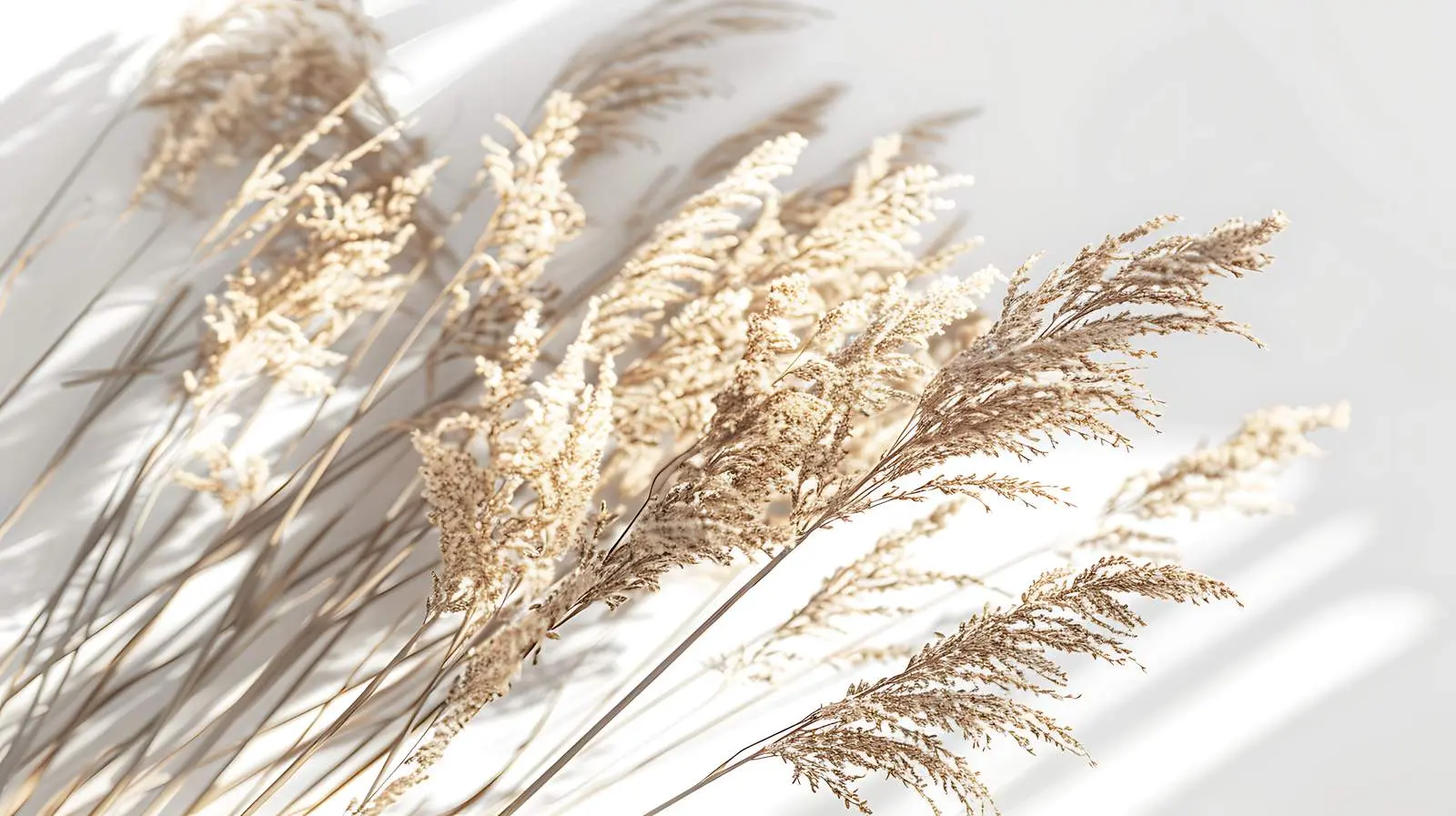 Closeup of Reeds in Sunlight and Shadows — free download from Dotvec