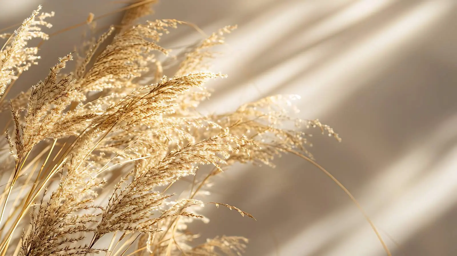 Beige Dry Grass Stems Bouquet Close-Up — free download from Dotvec