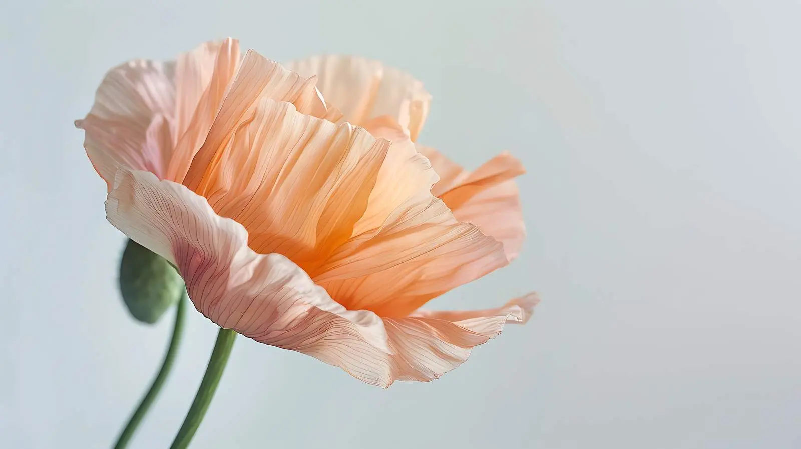 Delicate Peach Pink Poppy Flower Closeup — free download from Dotvec