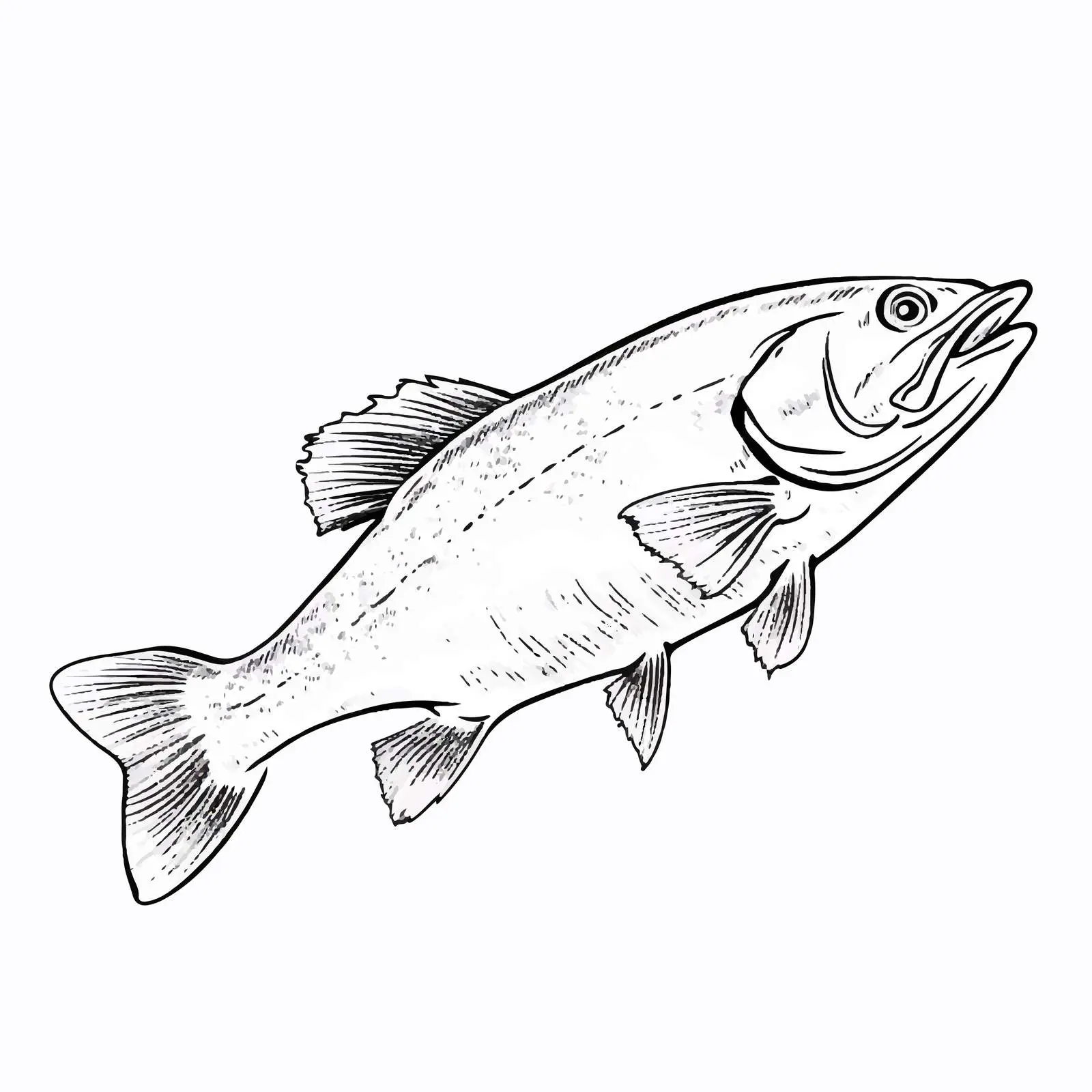 Cod Fish Vector Sketch Illustration — free download from Dotvec