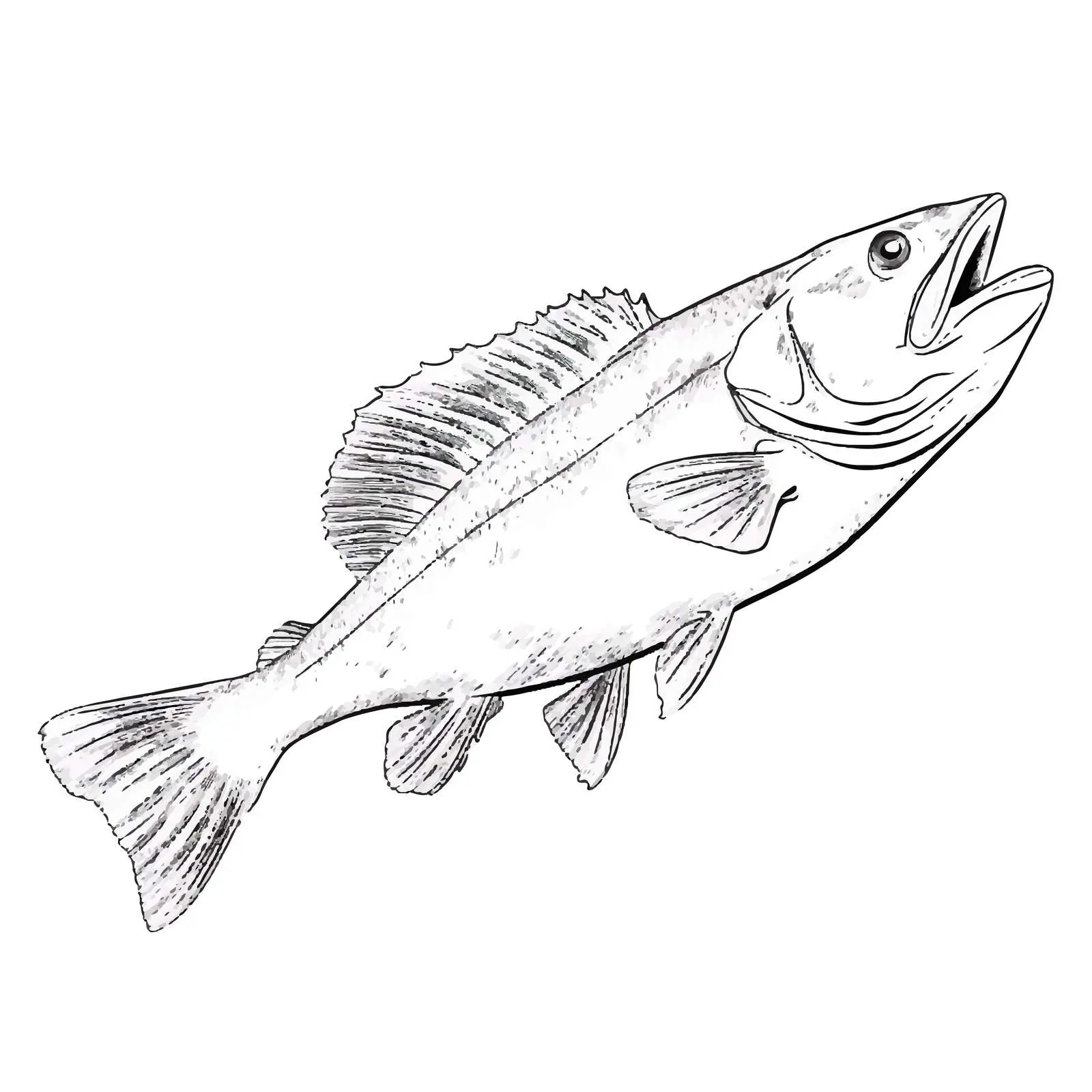 Cod Fish Vector Sketch Illustration on White Background — free download from Dotvec