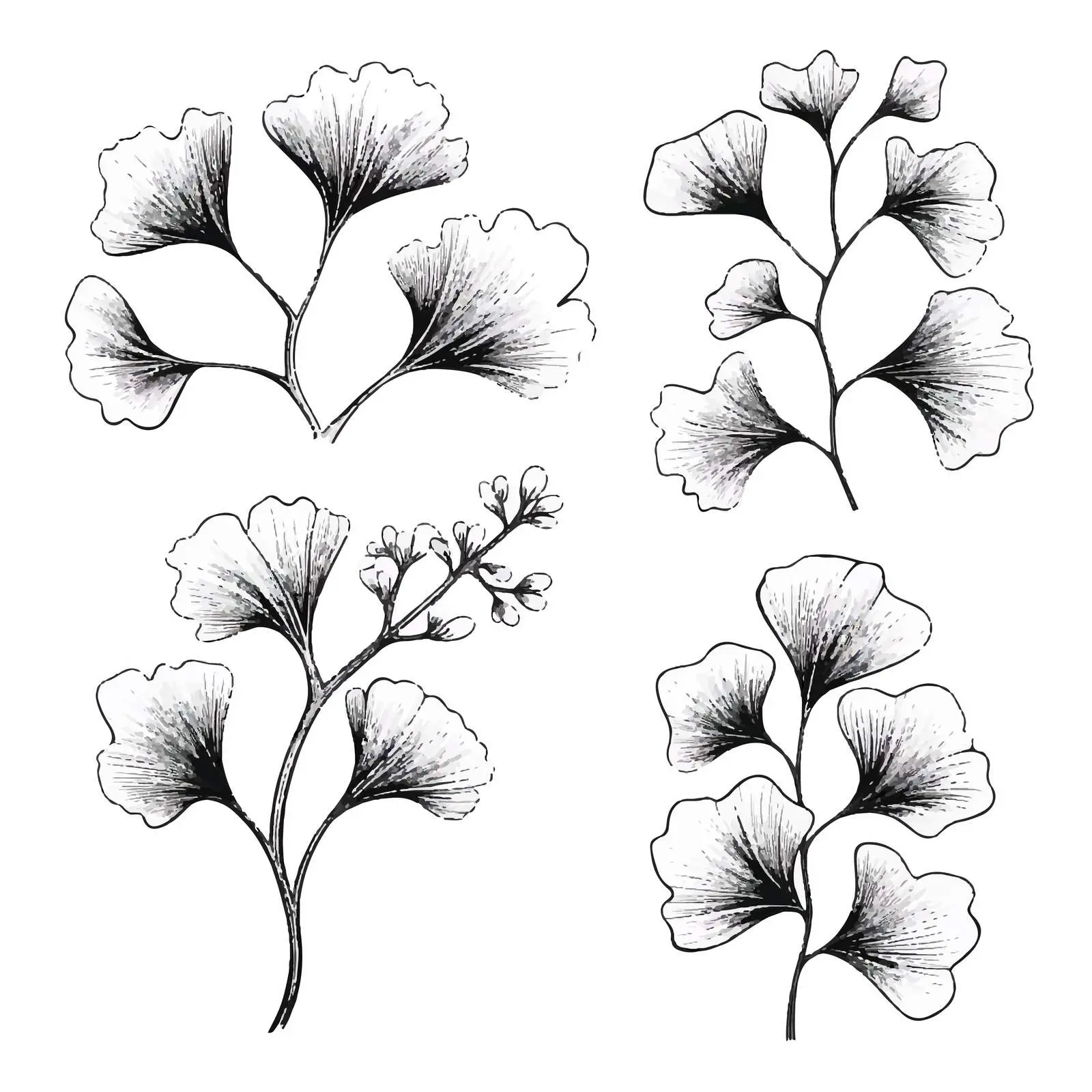 Ginkgo Biloba Branches with Leaves and Berries — free download from Dotvec
