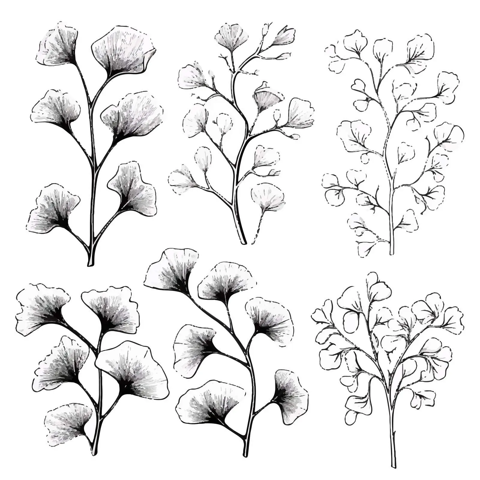 Ginkgo Biloba Branches with Leaves and Flowers — free download from Dotvec