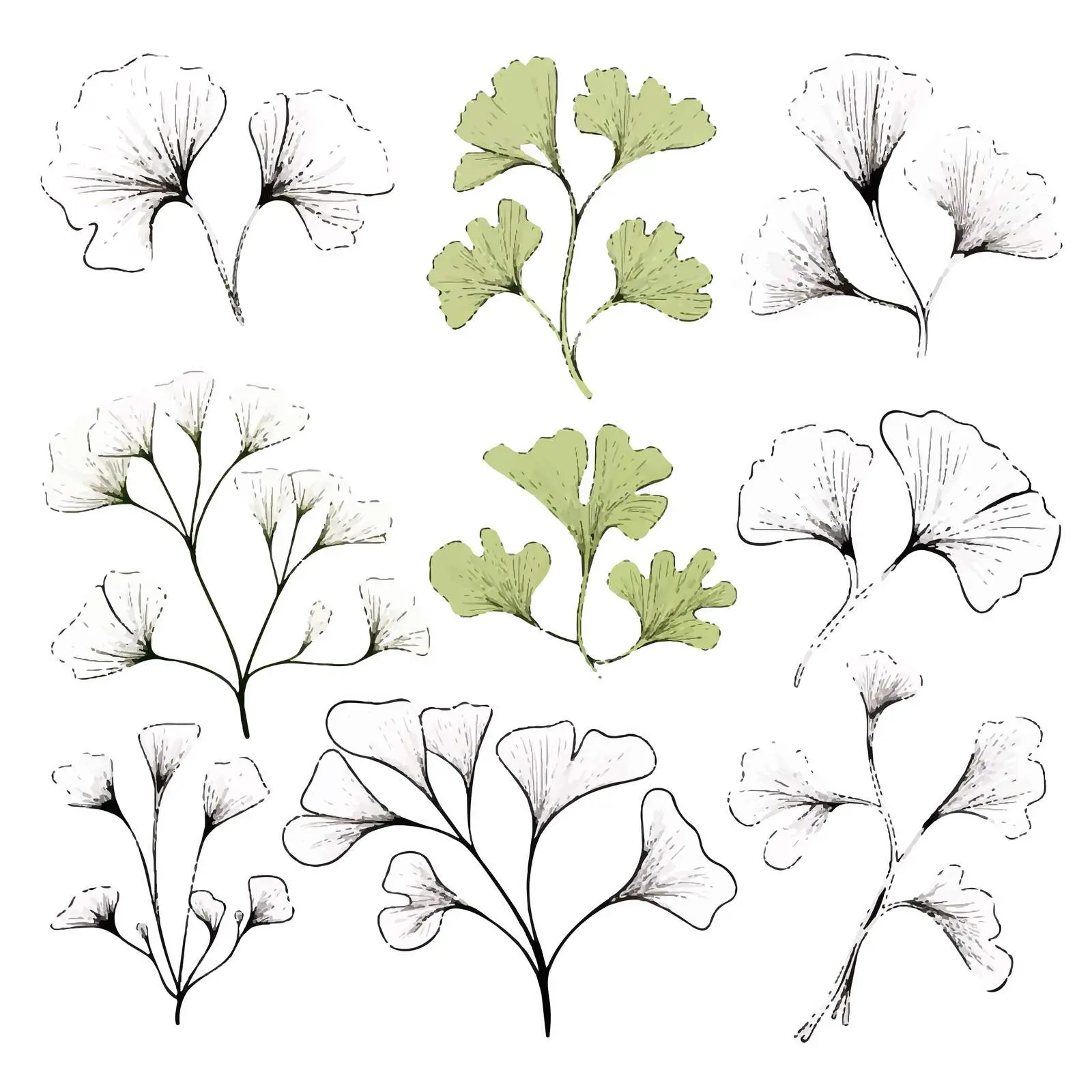 Ginkgo Biloba Branches with Leaves and Berries – free artistic plants image from Dotvec