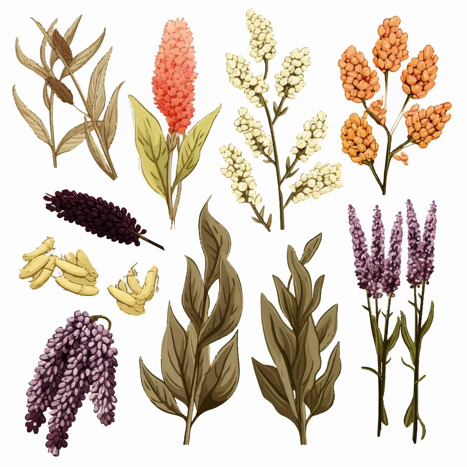 Colorful and Monochrome Quinoa Drawings Collection — free download from Dotvec