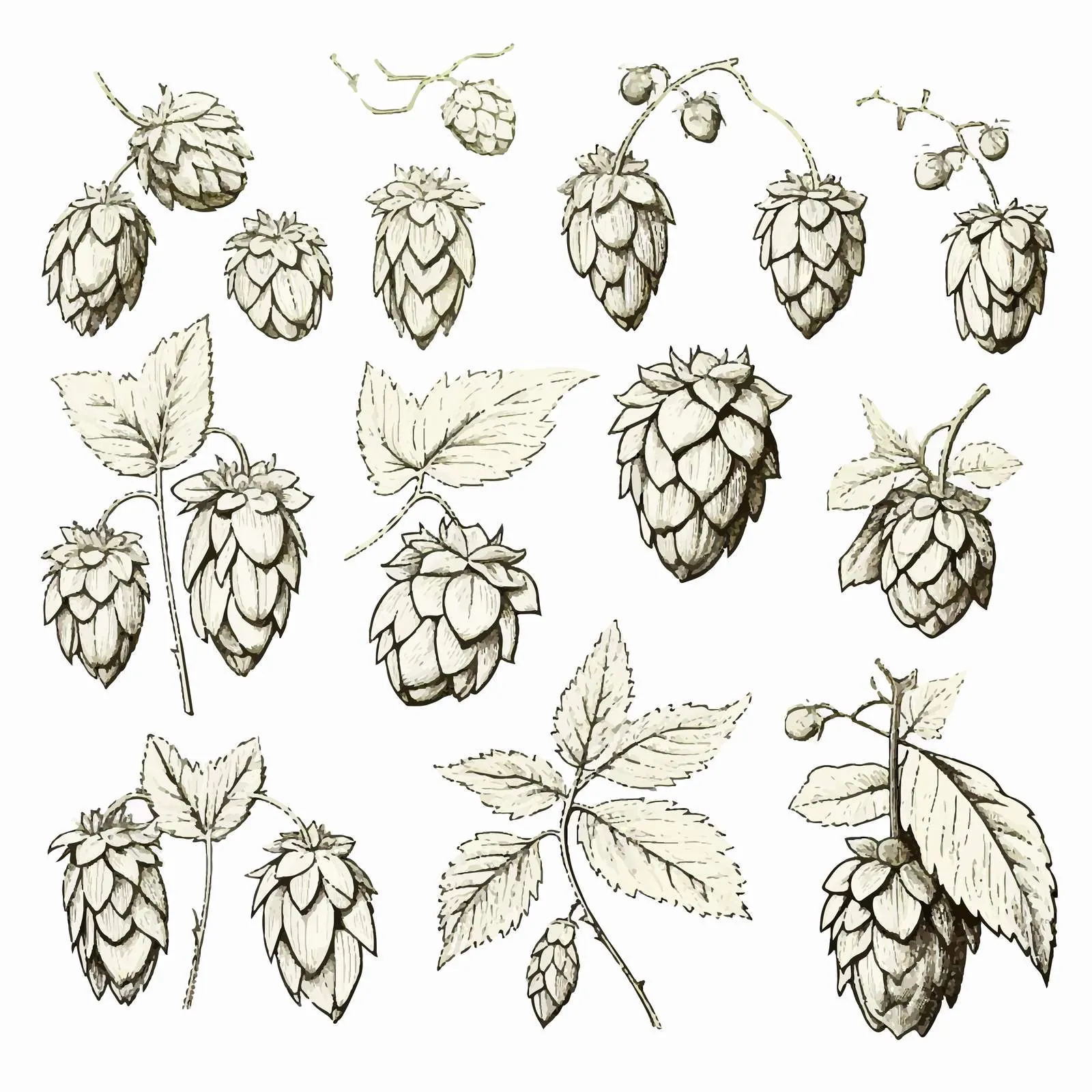 Elegant Botanical Drawings of Hop Parts — free download from Dotvec