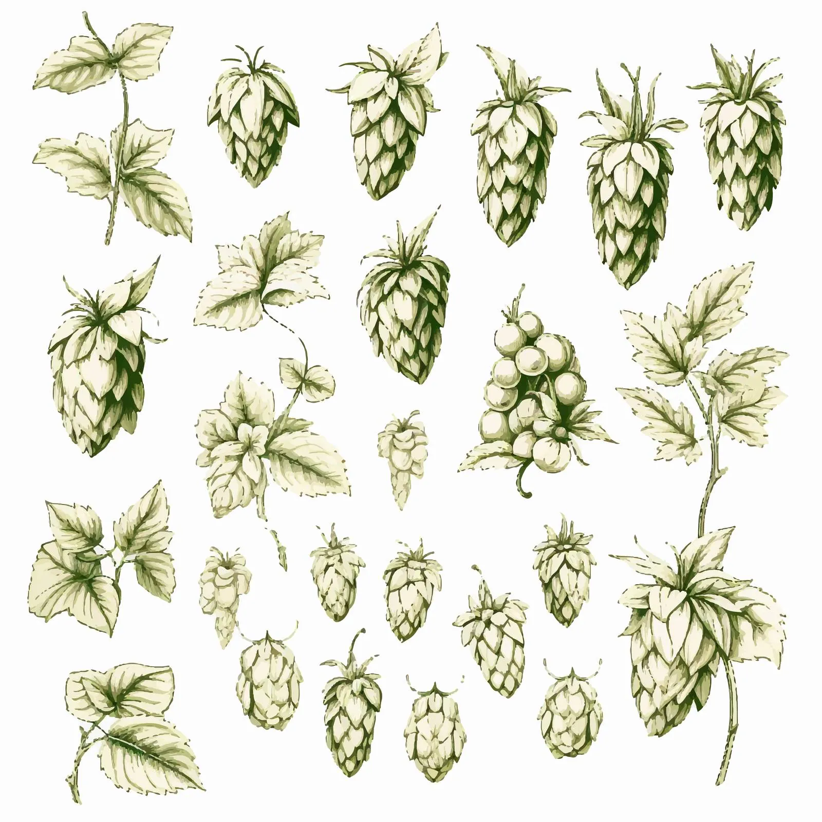 Elegant Botanical Drawings of Hop Parts – free craft beer image from Dotvec