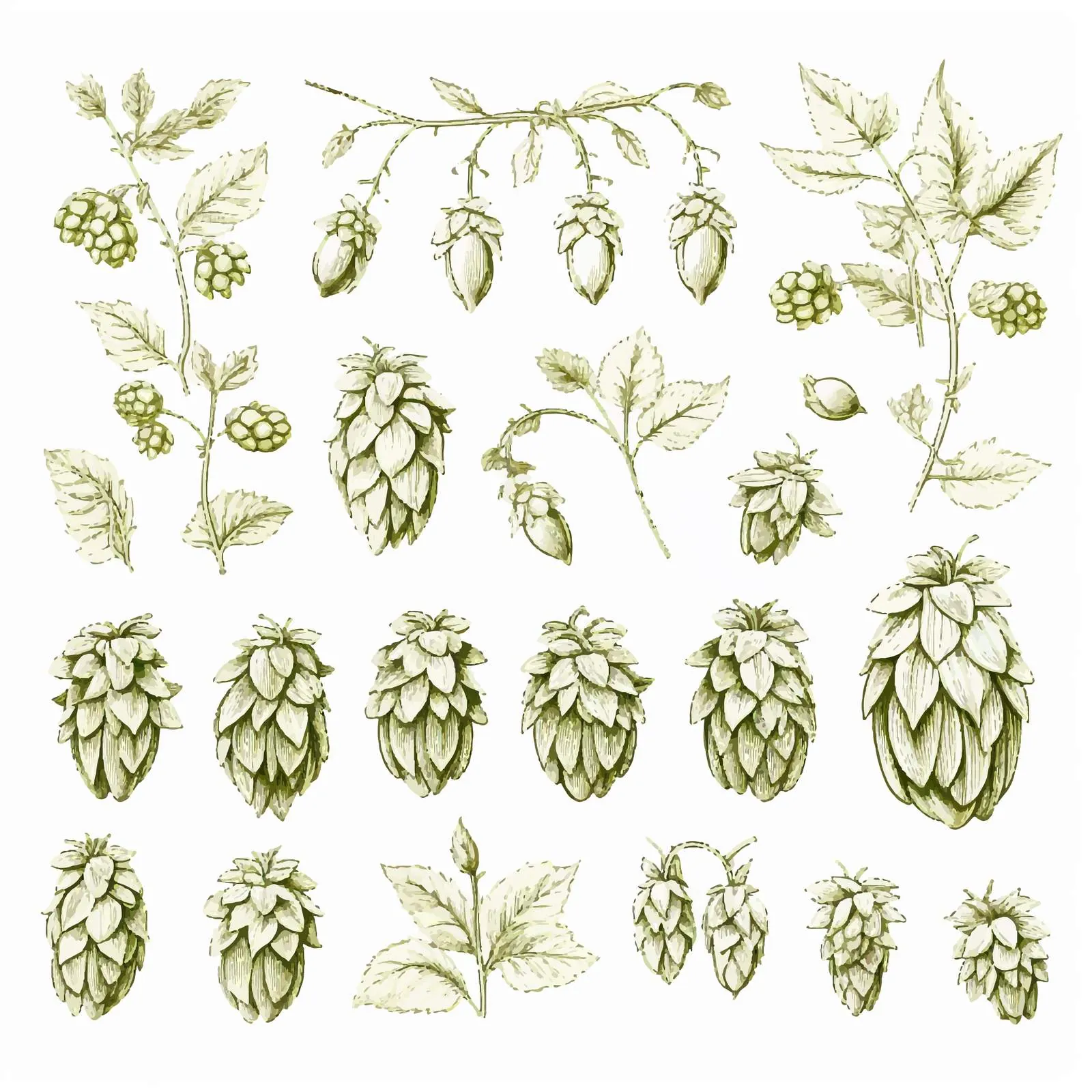 Elegant Botanical Drawings of Hop Parts — free download from Dotvec