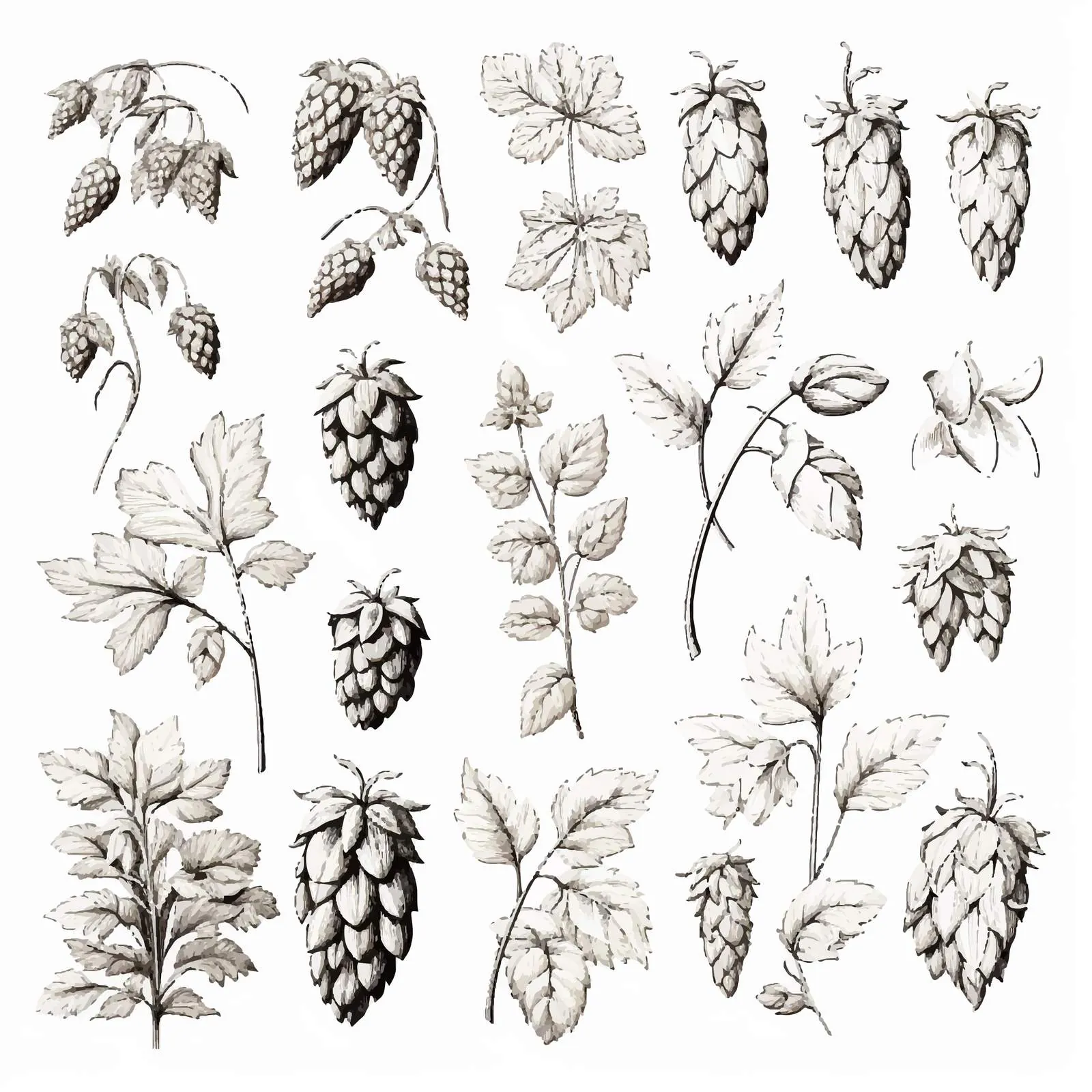 Elegant Botanical Drawings of Hop Parts — free download from Dotvec