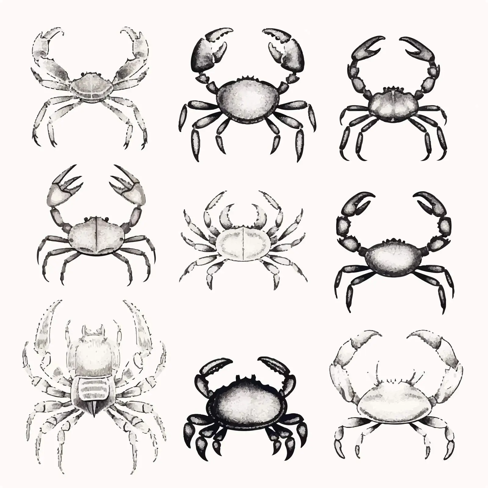Elegant Crab Vector Drawings Collection – free vector marine life image from Dotvec