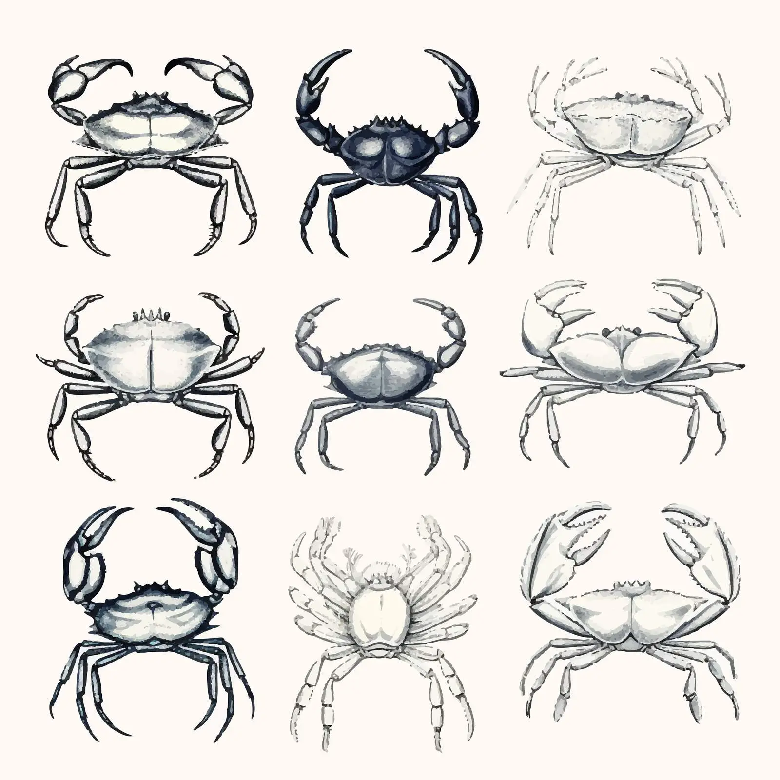 Elegant Crab Illustrations Collection – free vector marine life image from Dotvec
