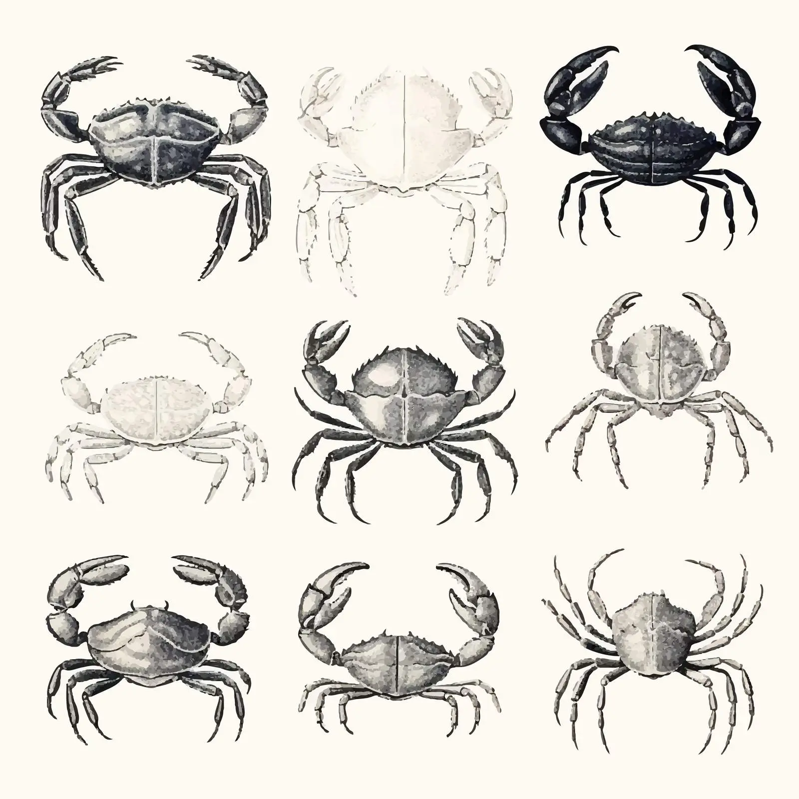Elegant Crab Vector Drawings Collection — free download from Dotvec