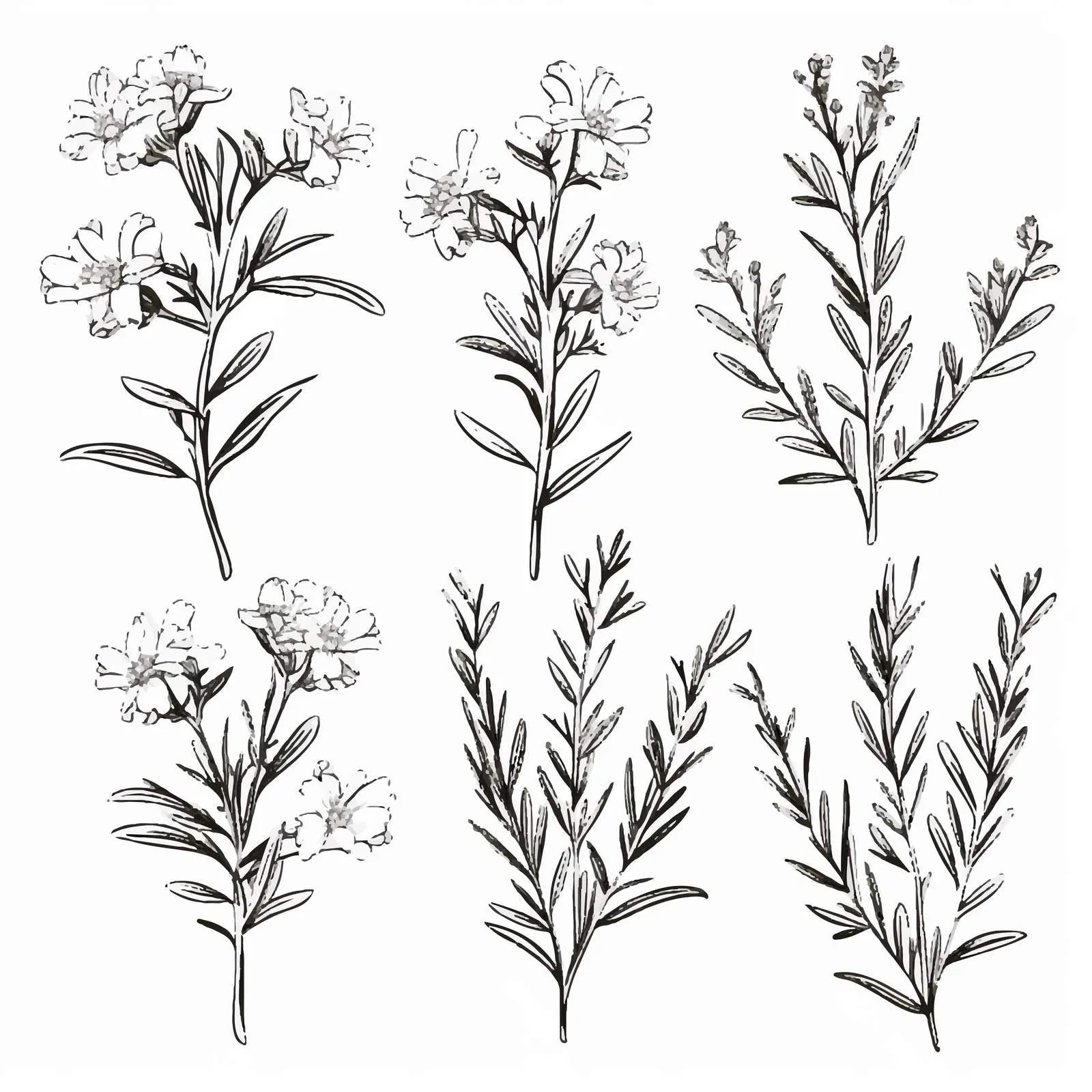 Monochrome Drawings of Rosemary Plants — free download from Dotvec