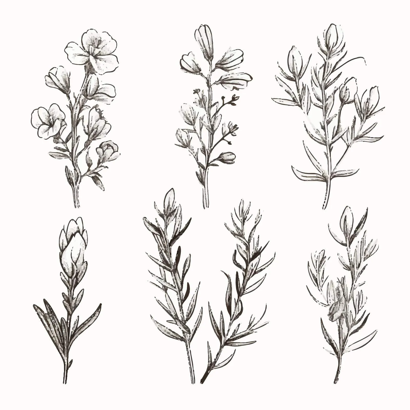 Monochrome Rosemary Plant Drawings Collection — free download from Dotvec