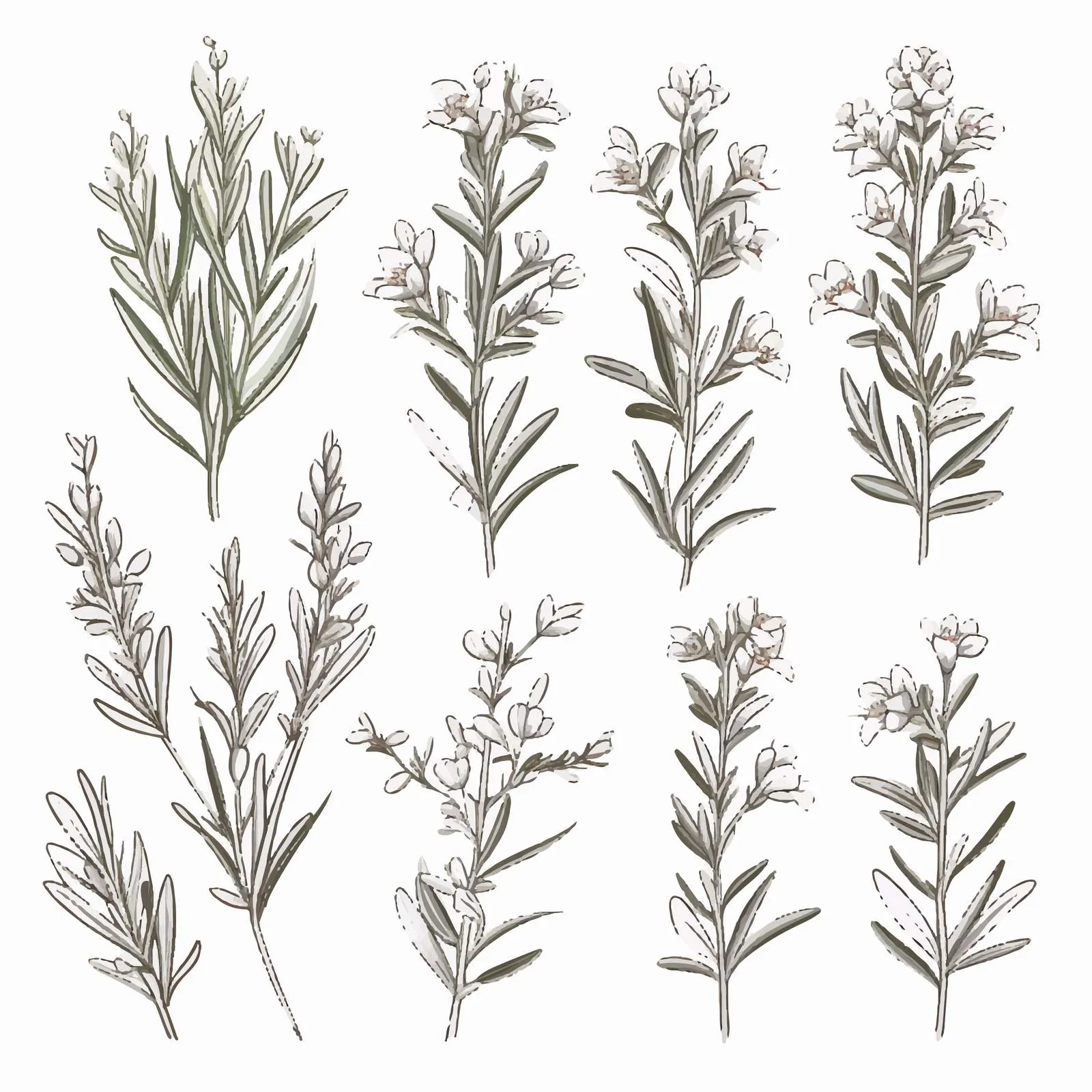 Monochrome Rosemary Plant Drawings Collection — free download from Dotvec