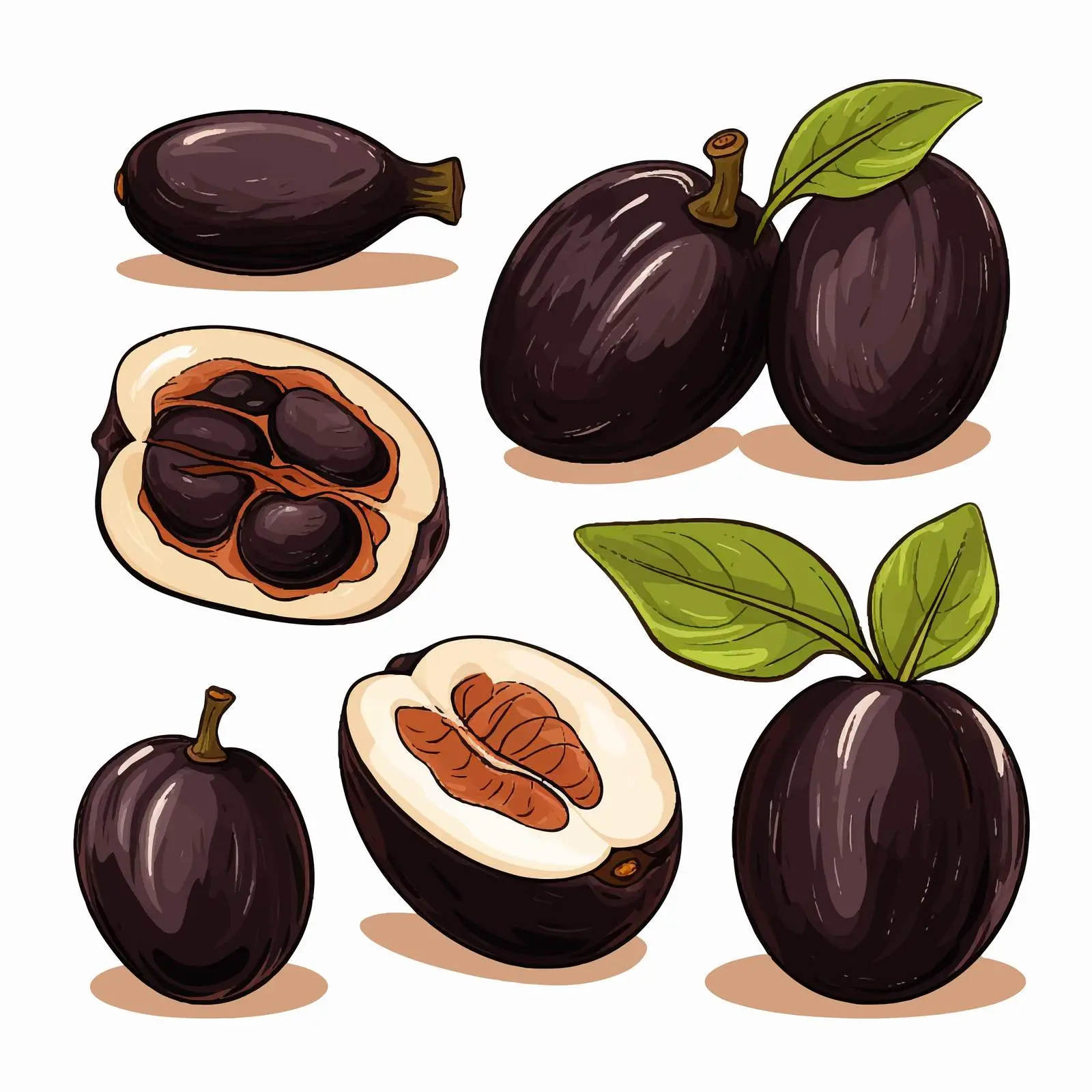 Black Sapote Colored and Monochrome Illustrations – free realistic drawing image from Dotvec