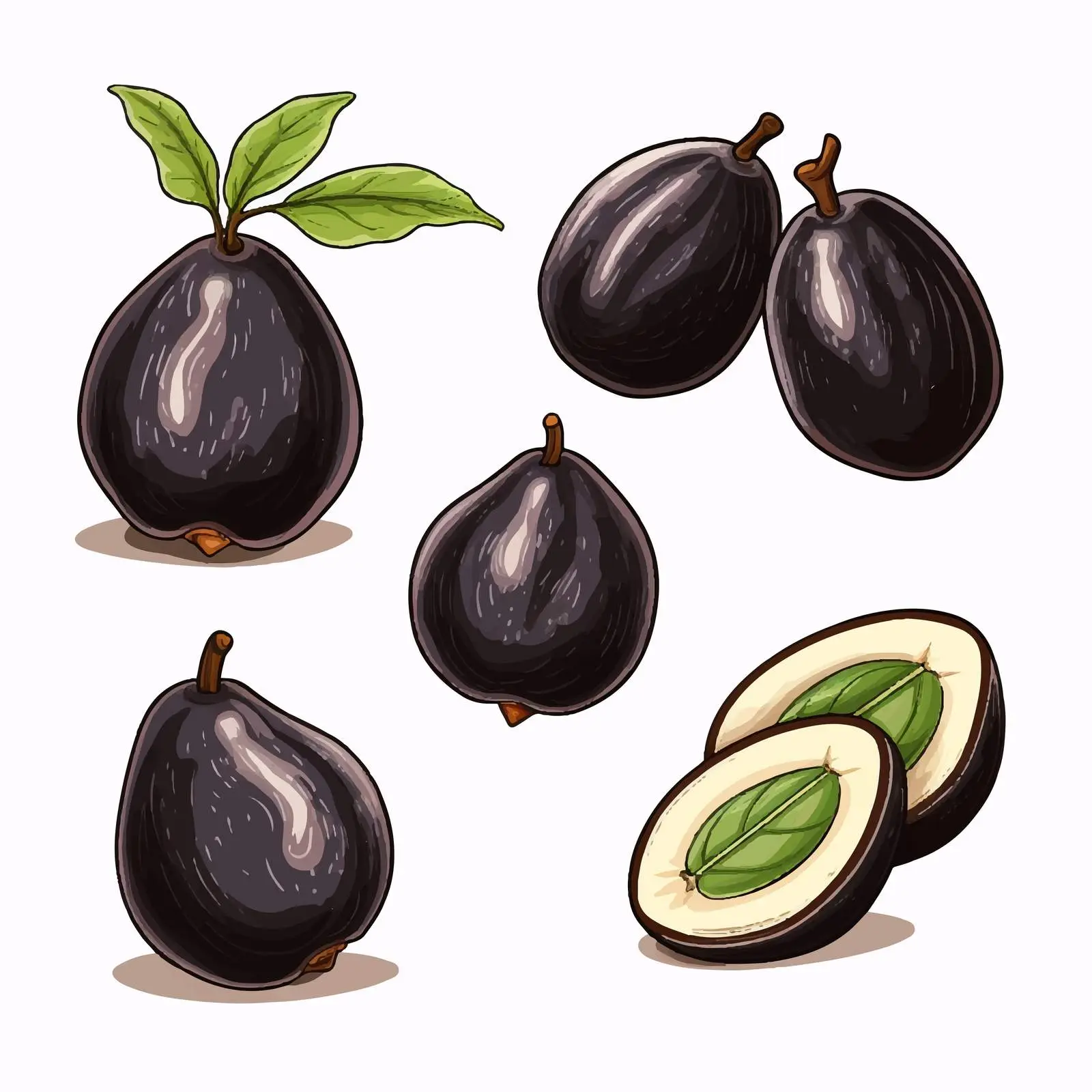 Colored and Monochrome Black Sapote Drawings — free download from Dotvec
