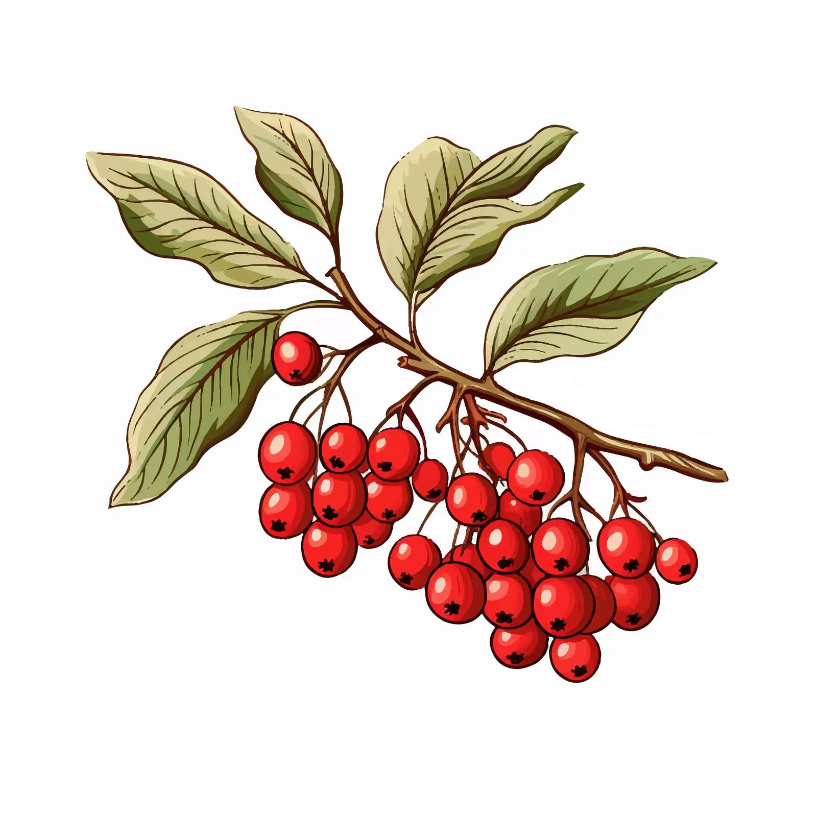 Bright Rowan Tree Branch Vector with Leaves – free landscape elements image from Dotvec