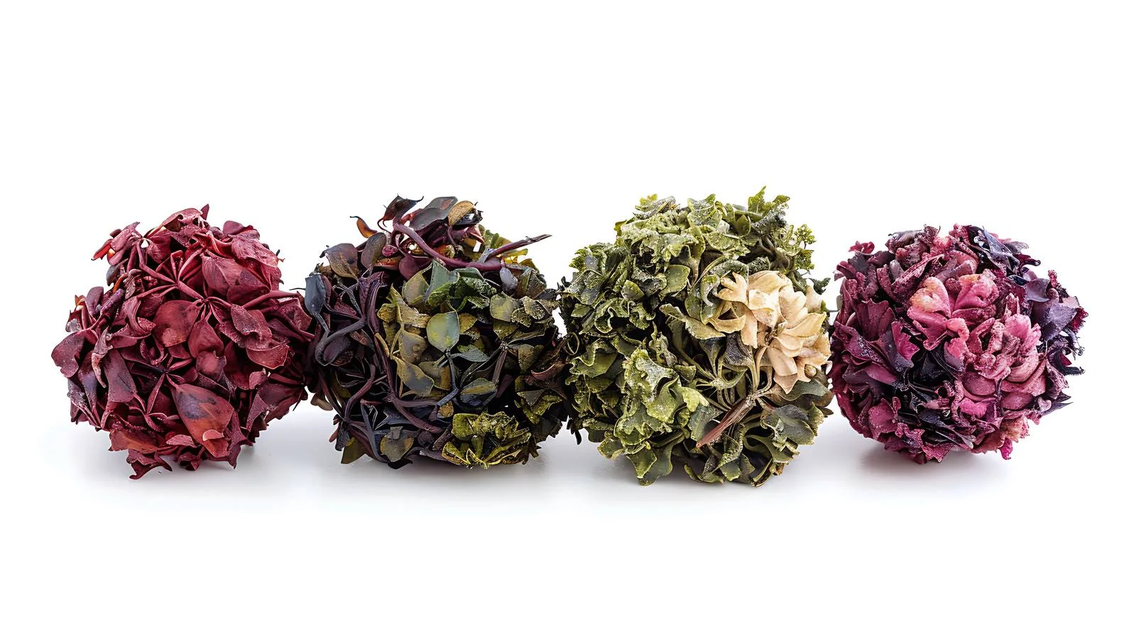 Vibrant Dried Seaweed and Selaginella Image — free download from Dotvec