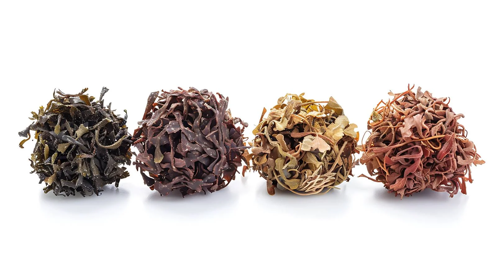 Vibrant Dried Seaweed Colored Display — free download from Dotvec