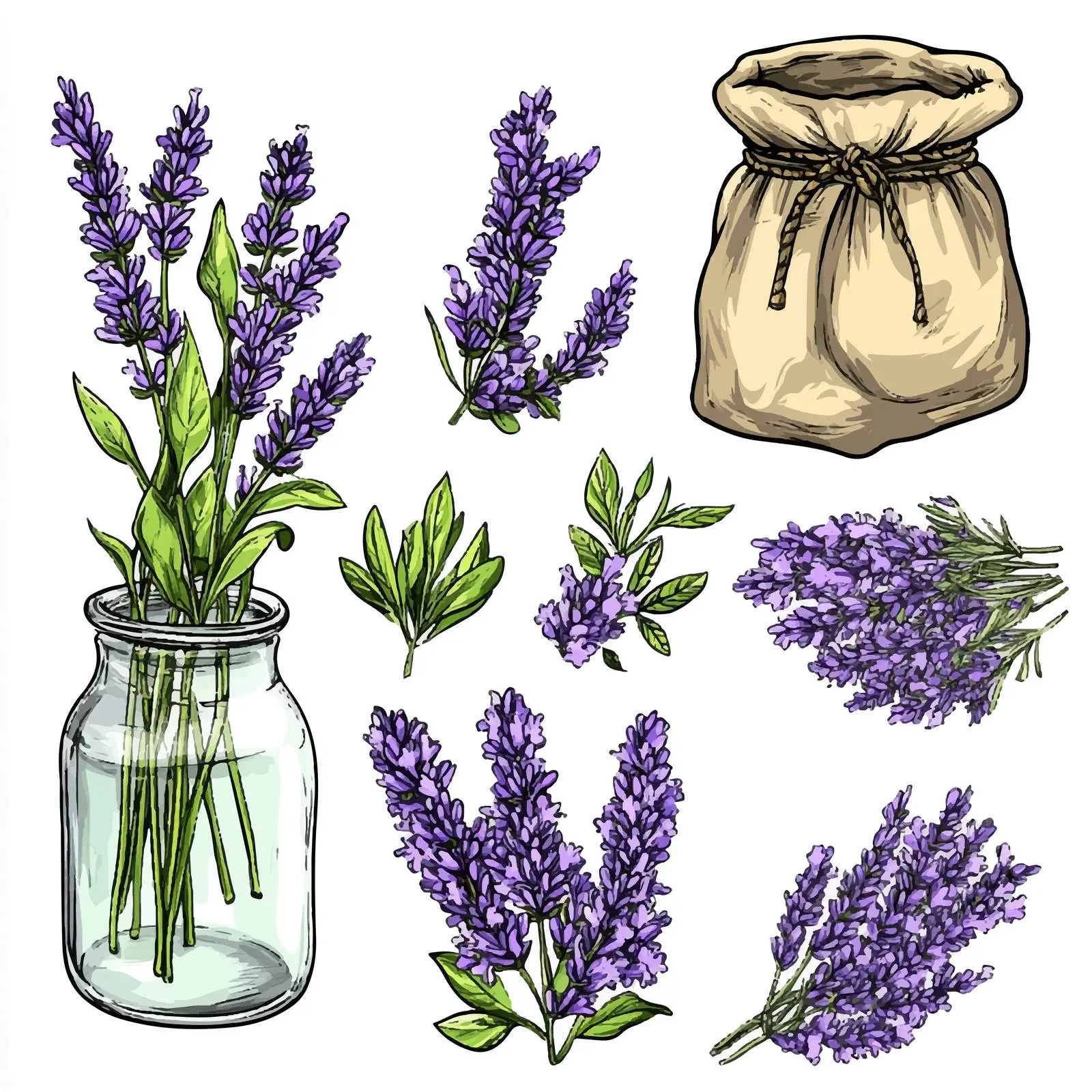 Colorful Hand-Drawn Lavender Sketches — free download from Dotvec