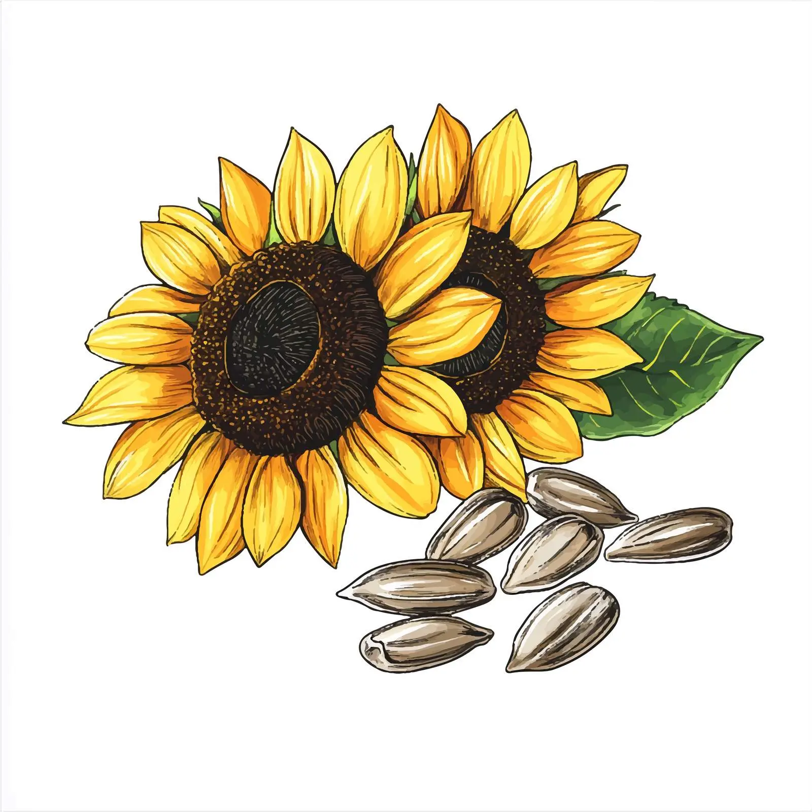 Hand-drawn Sunflower Watercolor Illustration — free download from Dotvec
