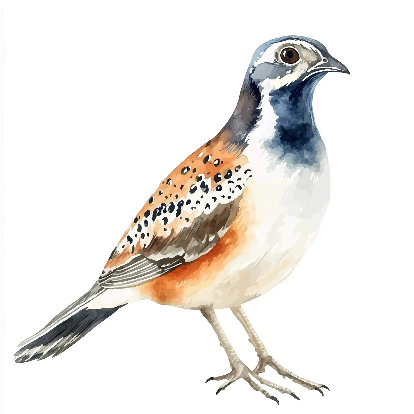 Hand-Drawn Quail Watercolor Illustration — free download from Dotvec