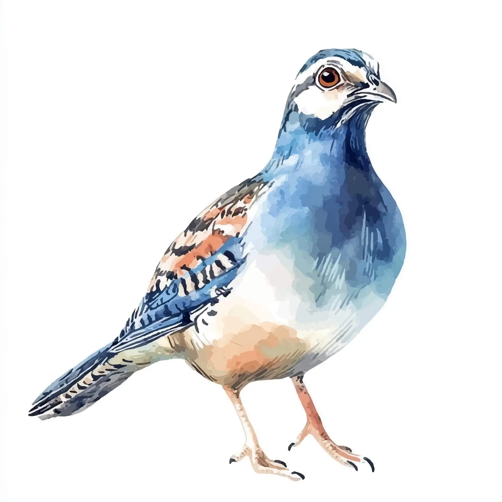 Hand-drawn Watercolor Quail Sketch — free download from Dotvec