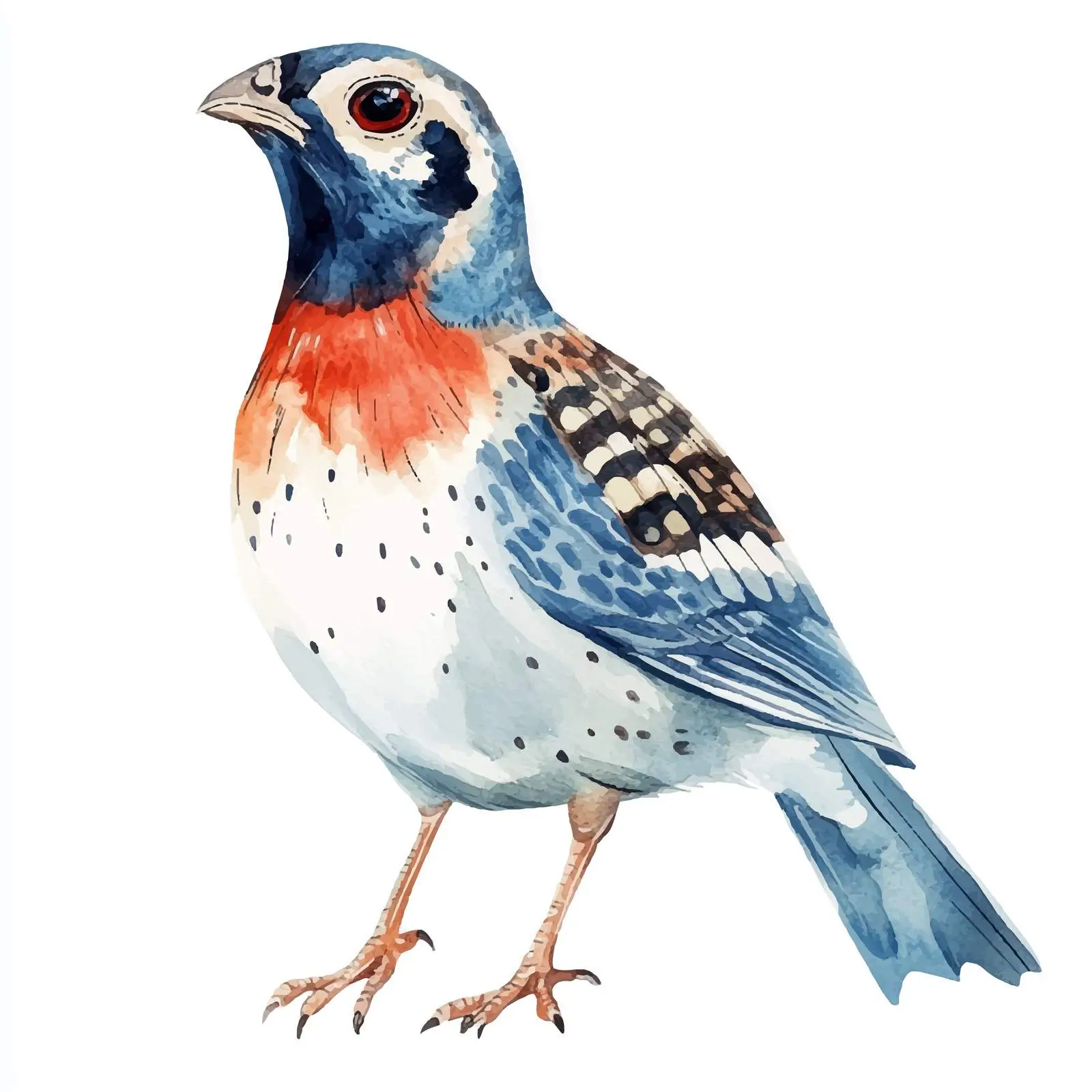 Colorful Hand-Drawn Quail Sketch — free download from Dotvec