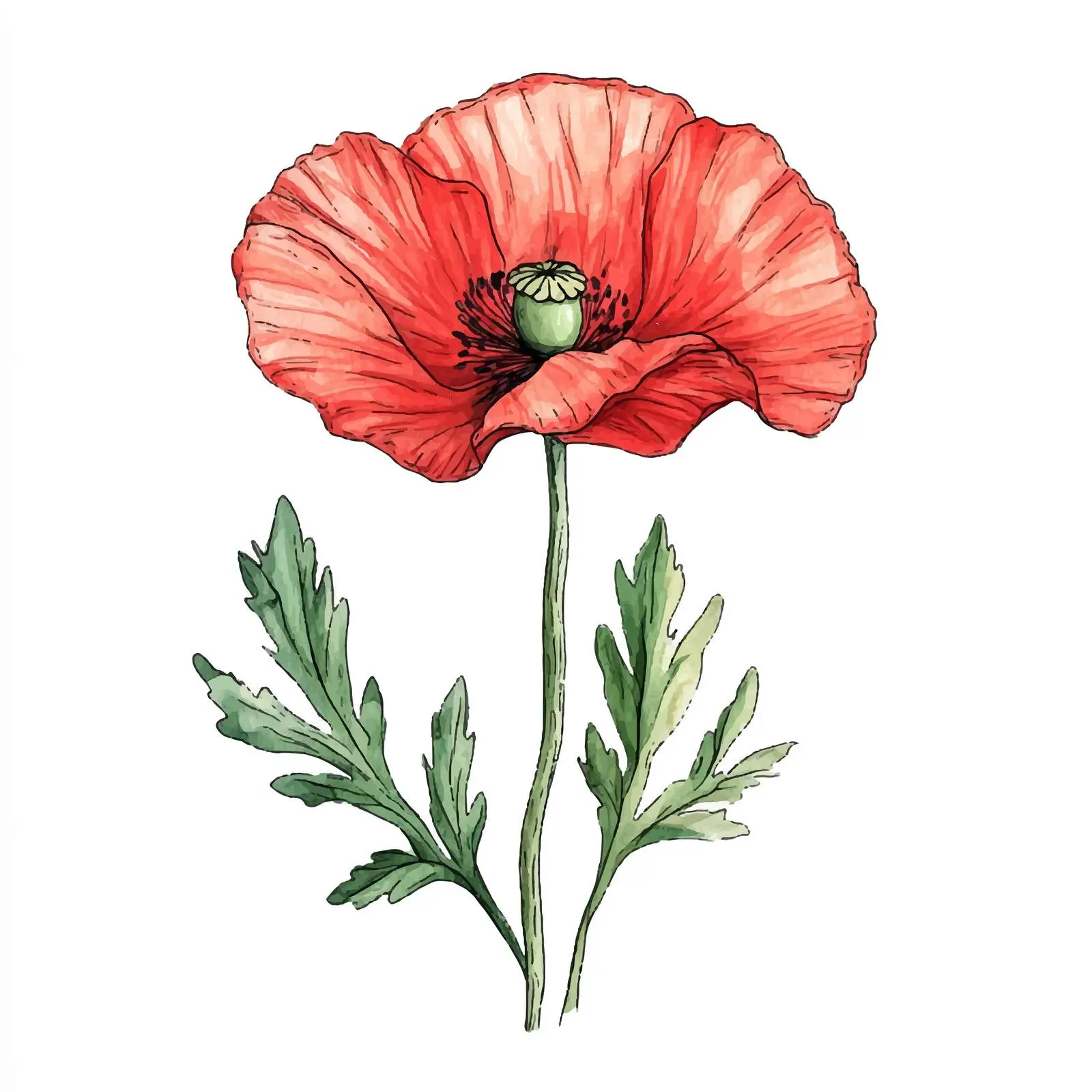 Hand-Drawn Blooming Poppy Flower Art — free download from Dotvec