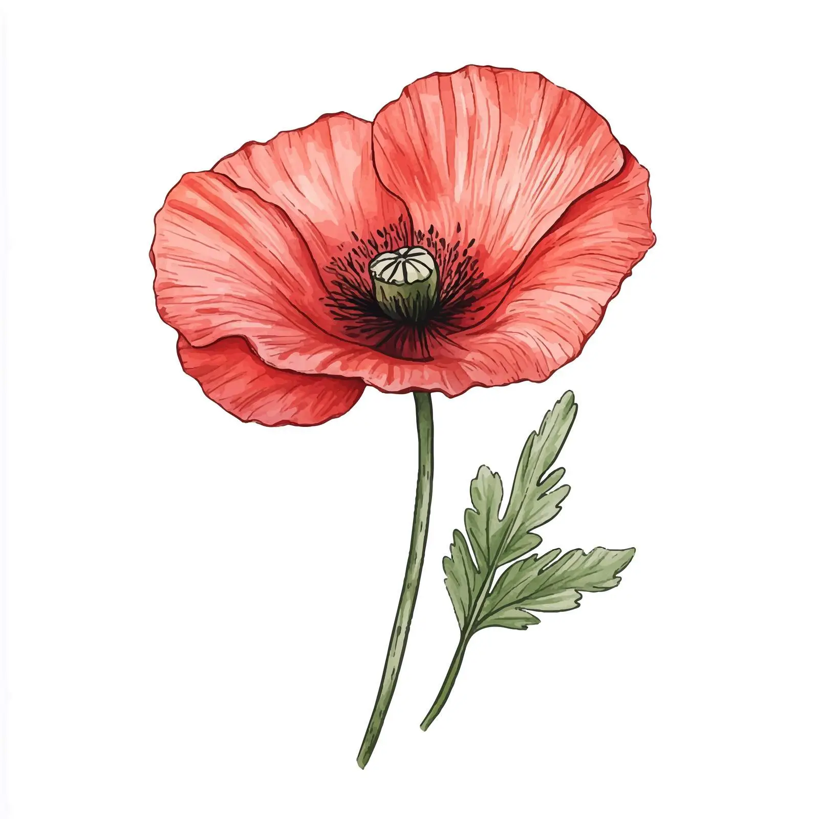 Colorful Hand-Drawn Poppy Flower Sketch — free download from Dotvec