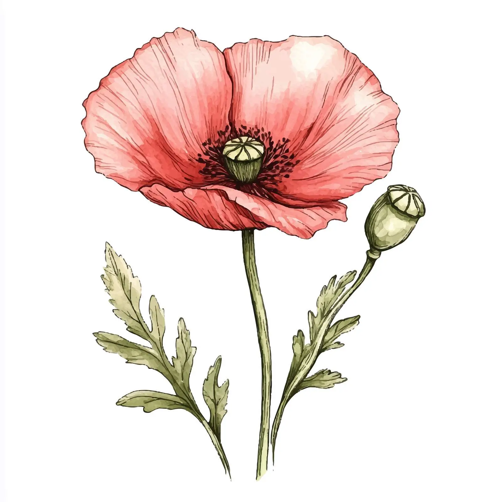 Colorful Hand-Drawn Poppy Flower Sketch — free download from Dotvec