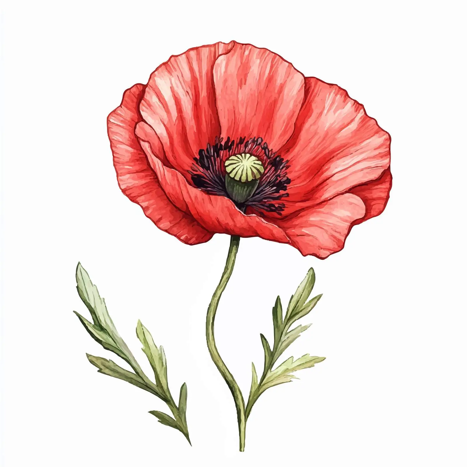 Blooming Watercolor Poppy Flower Sketch — free download from Dotvec