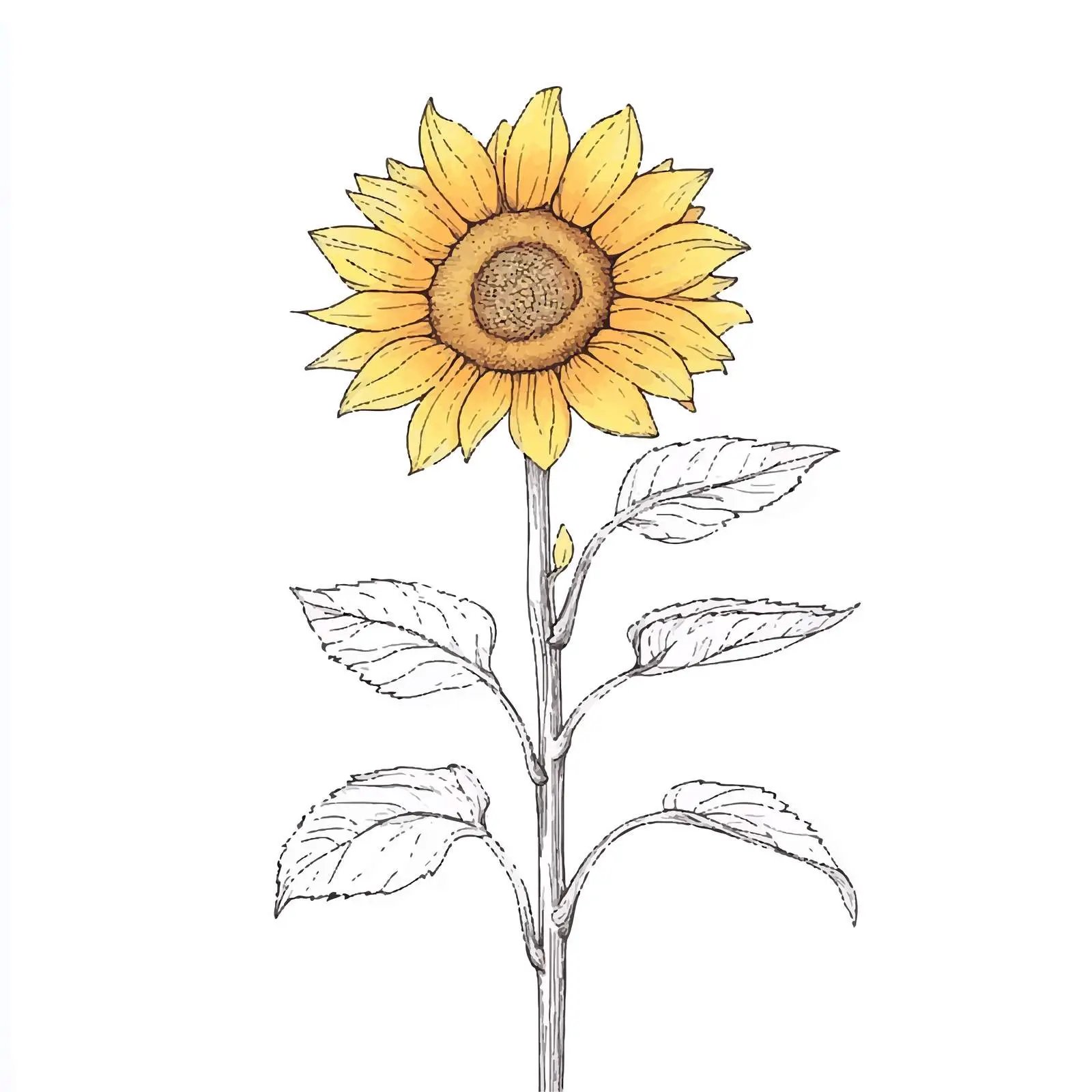 Blooming Sunflower Watercolor Illustration — free download from Dotvec