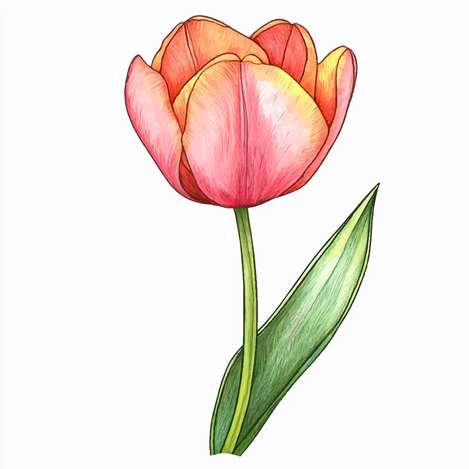 Blooming Tulip Watercolor Sketch — free download from Dotvec
