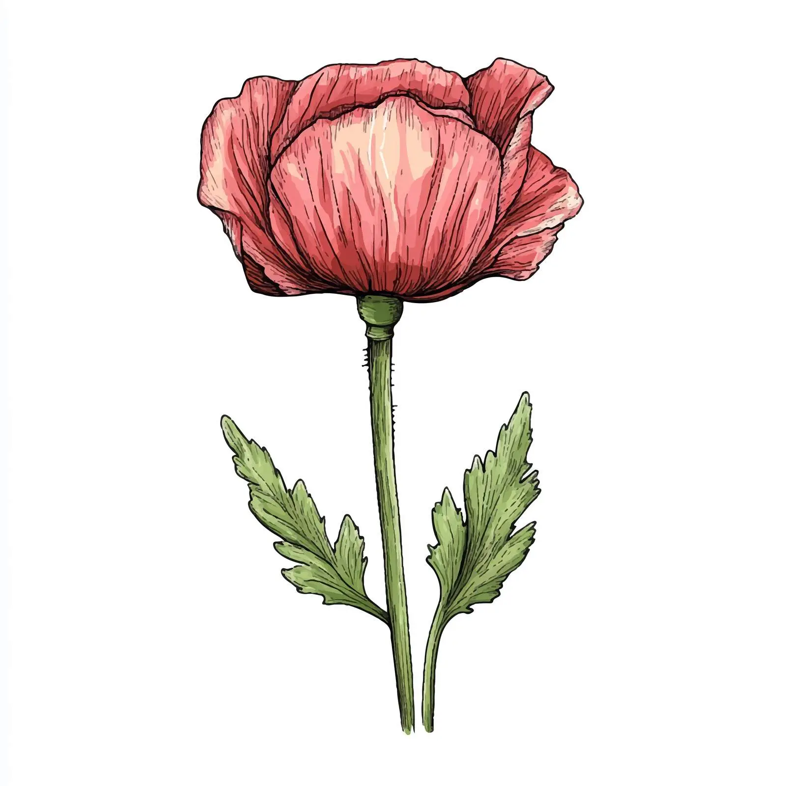 Colorful Hand-Drawn Poppy Bud Sketch — free download from Dotvec