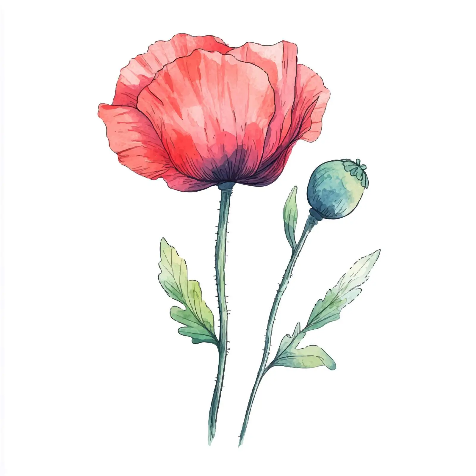 Colorful Hand-Drawn Poppy Bud Sketch — free download from Dotvec