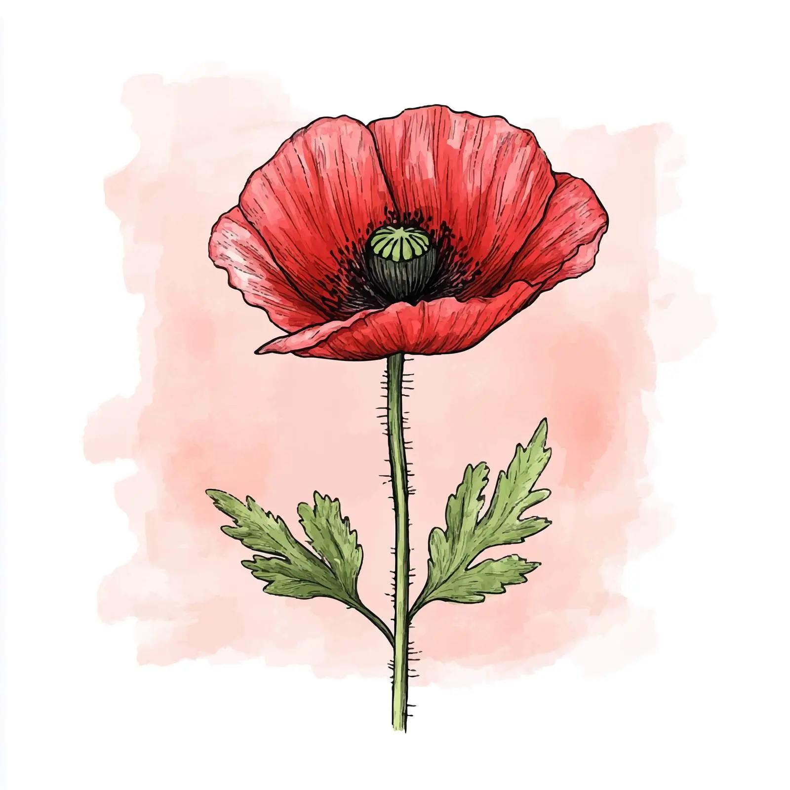 Colorful Watercolor Poppy Bud Sketch — free download from Dotvec