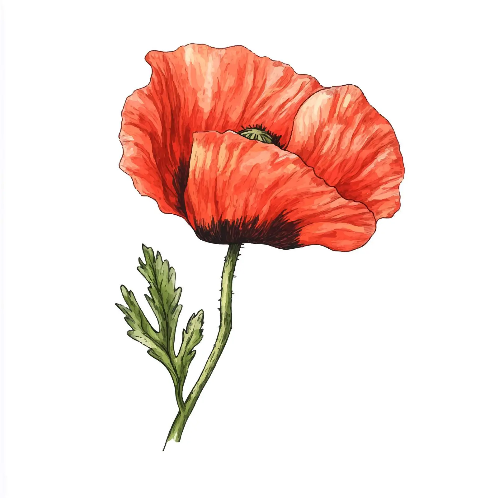 Hand-Drawn Closed Poppy Bud Sketch — free download from Dotvec
