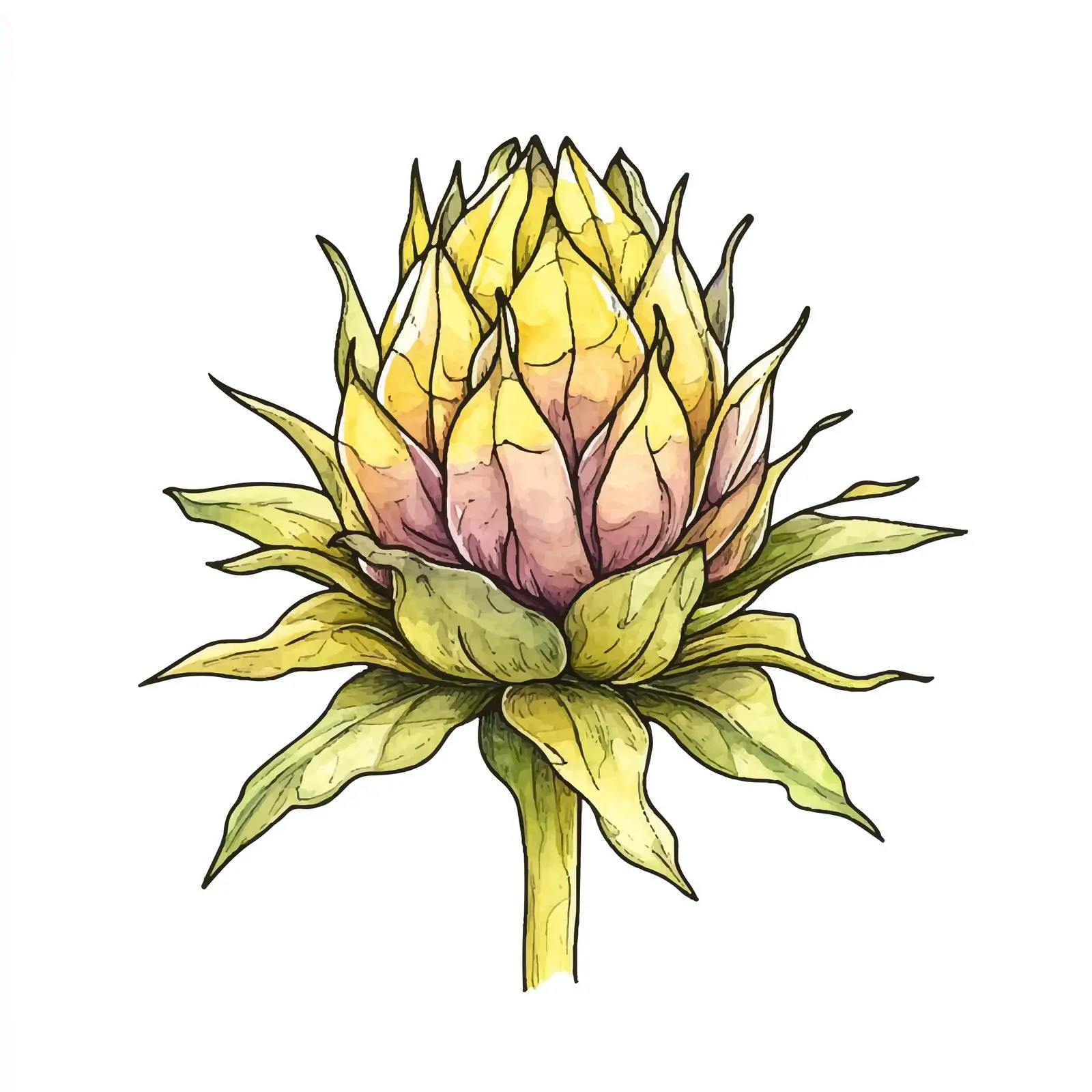 Closed Sunflower Watercolor Sketch — free download from Dotvec
