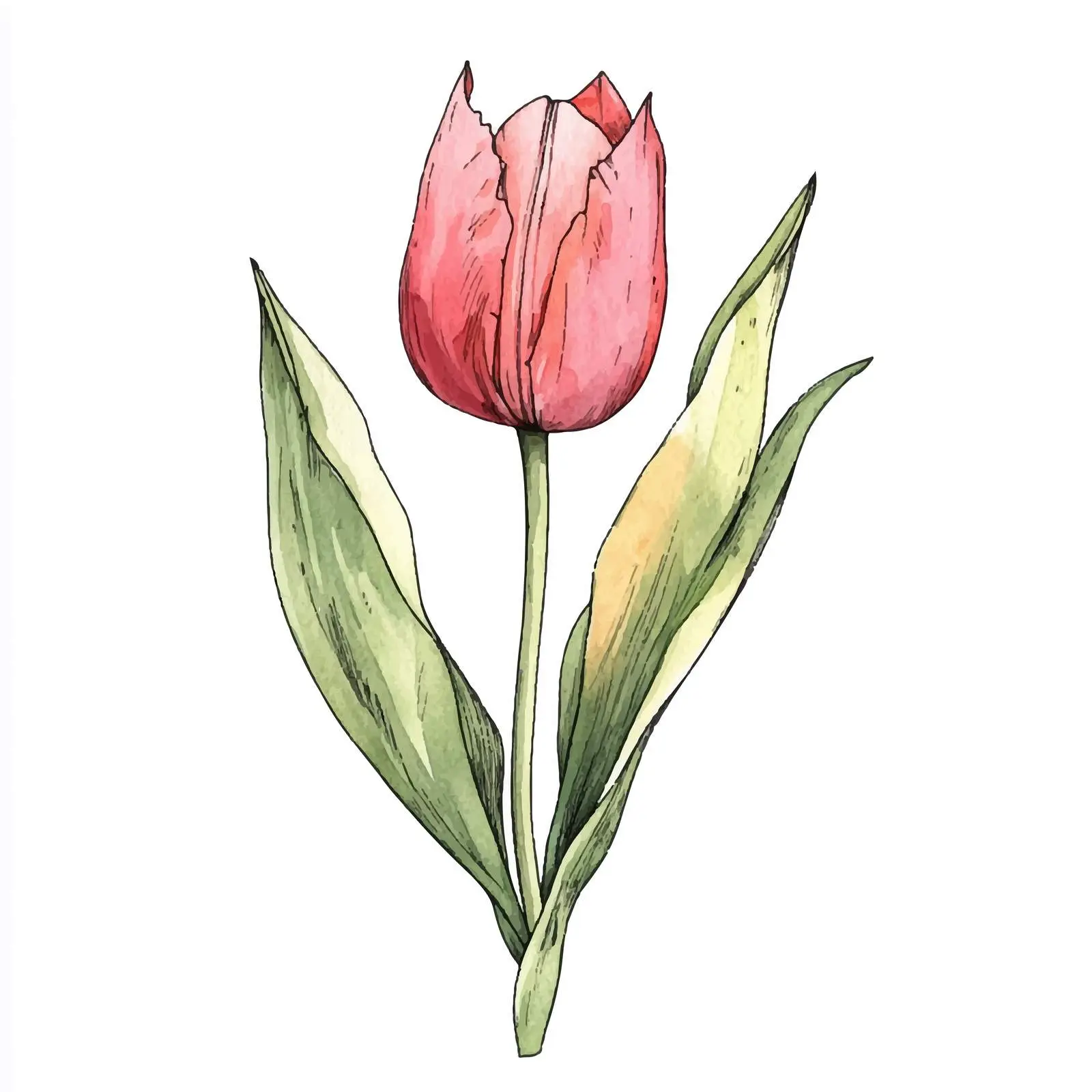 Hand-Drawn Closed Tulip Flower Sketch — free download from Dotvec