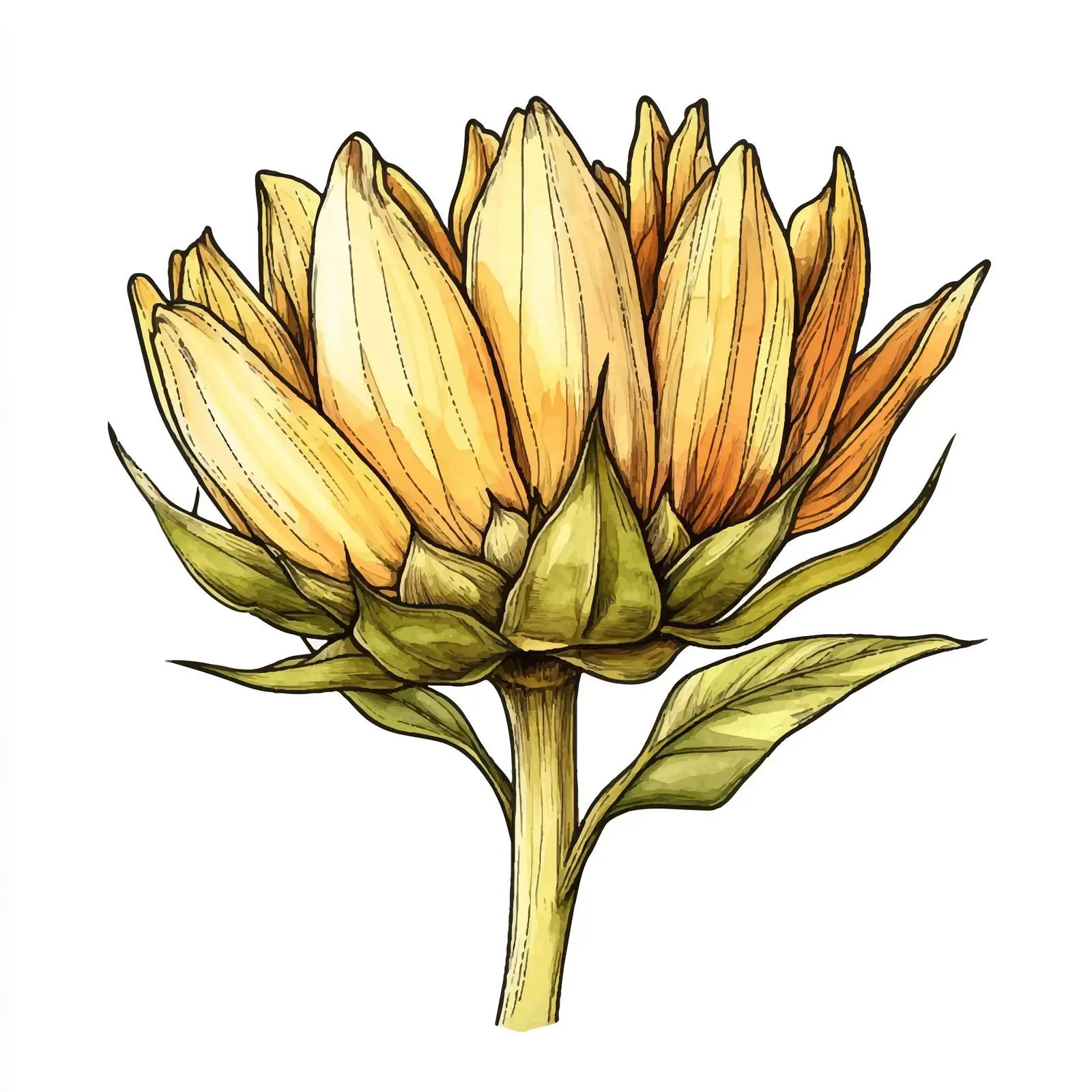 Vibrant Hand-Drawn Sunflower Illustration — free download from Dotvec
