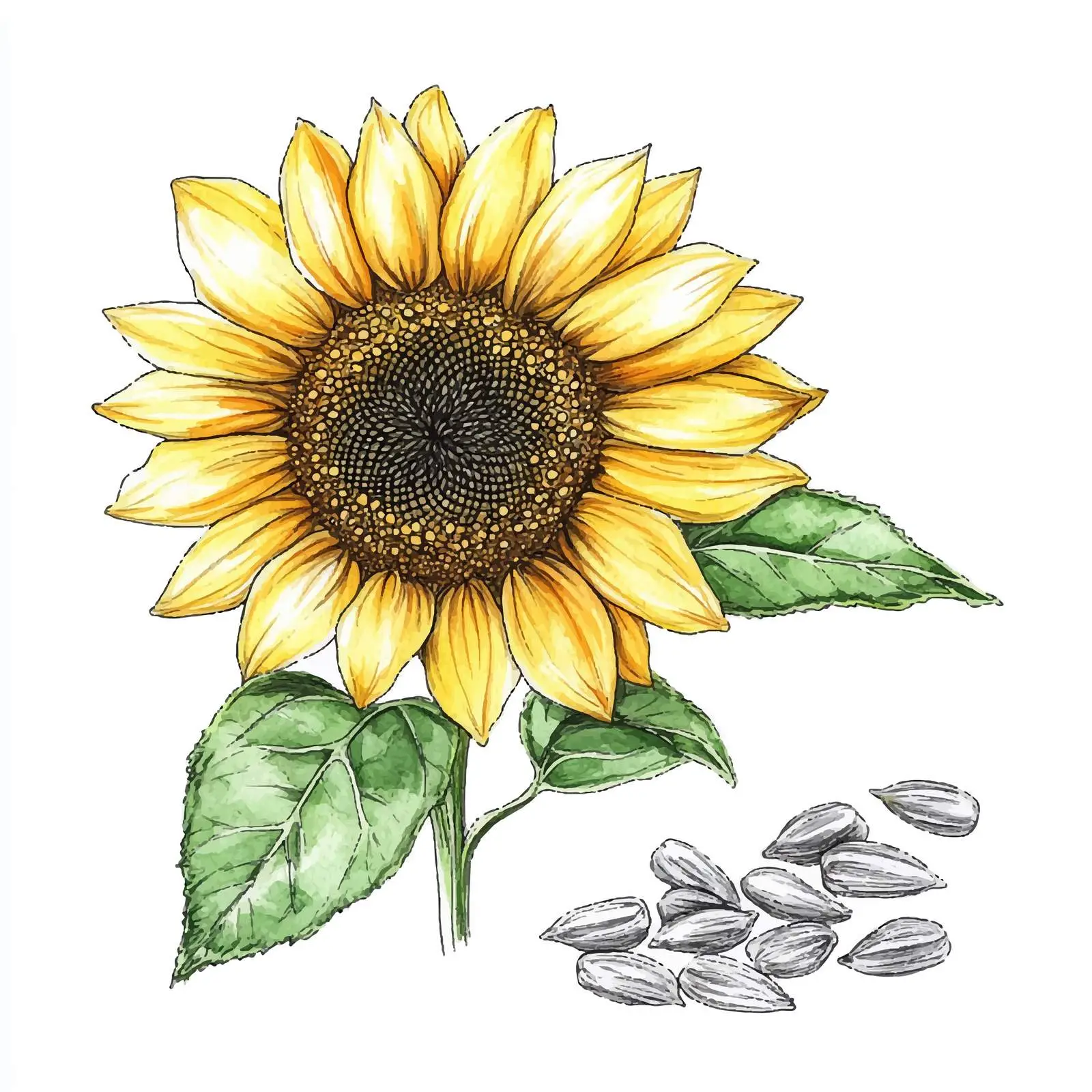 Colorful Hand-Drawn Sunflower Illustration — free download from Dotvec