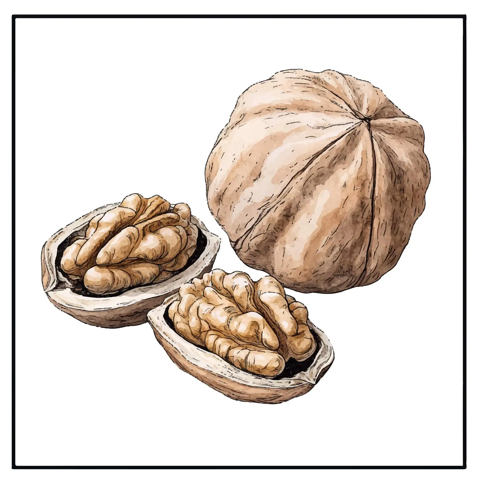 Colorful Hand-Drawn Walnut Sketch — free download from Dotvec