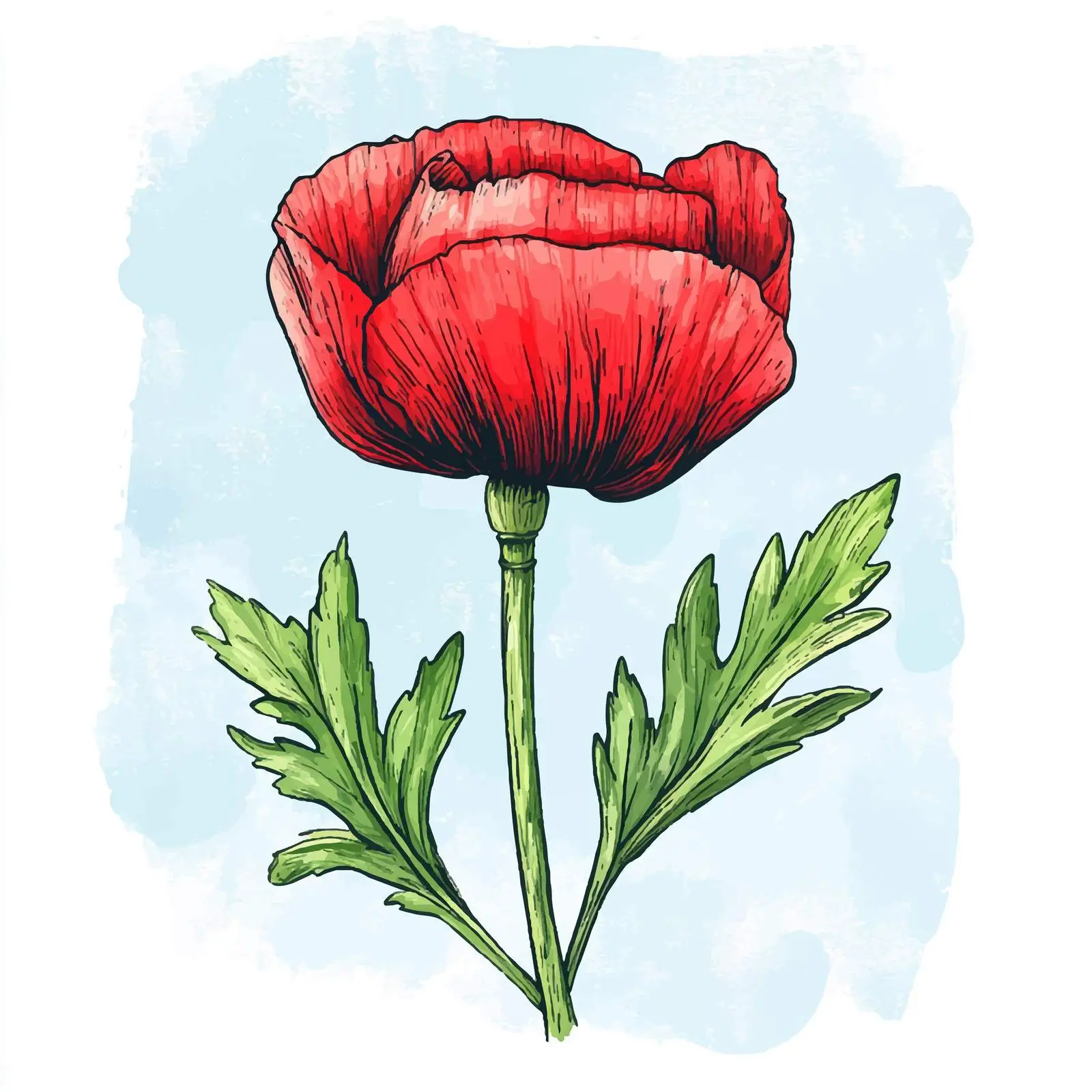 Hand-Drawn Colorful Poppy Bud Sketch — free download from Dotvec